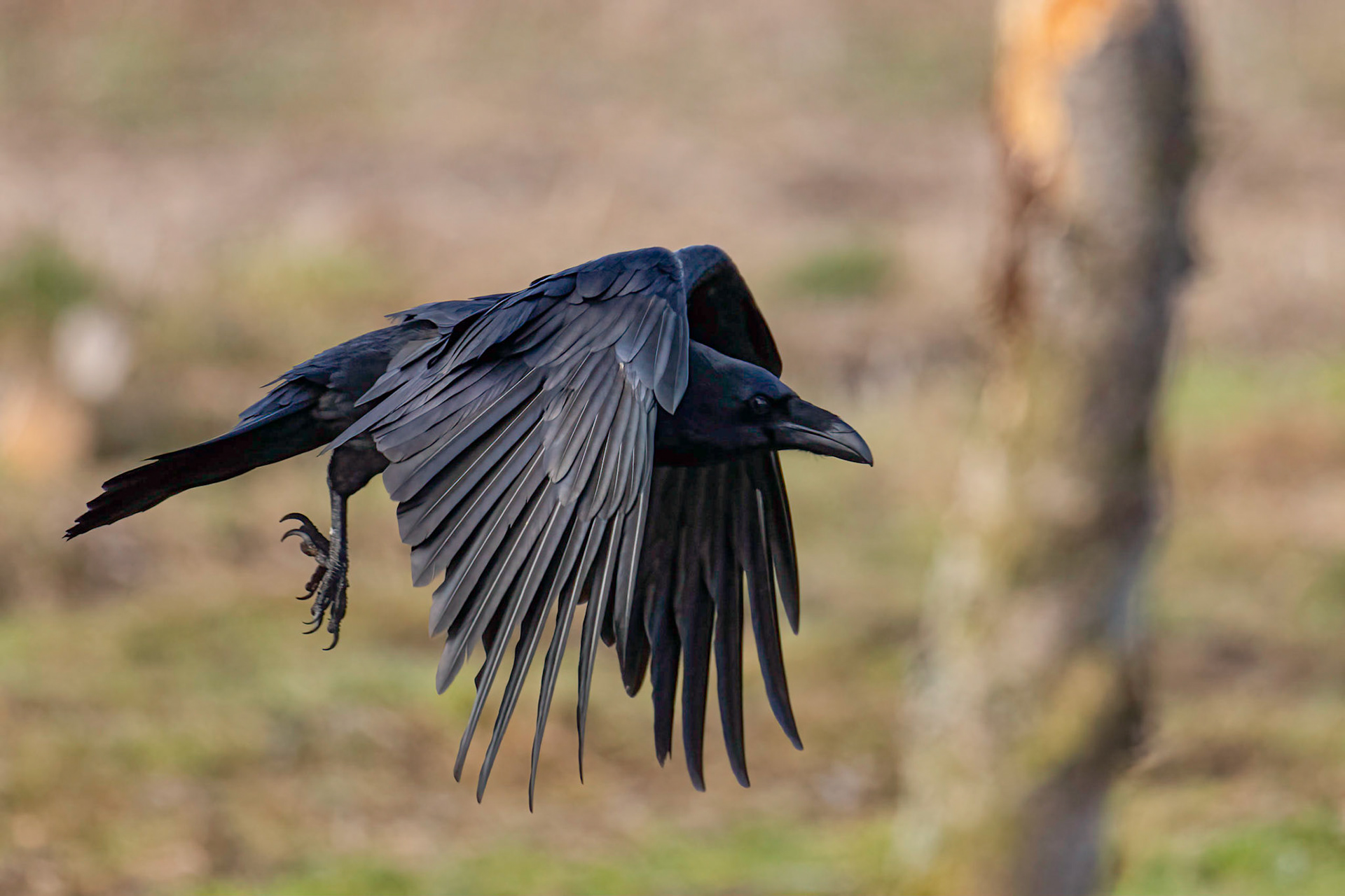 Ravn