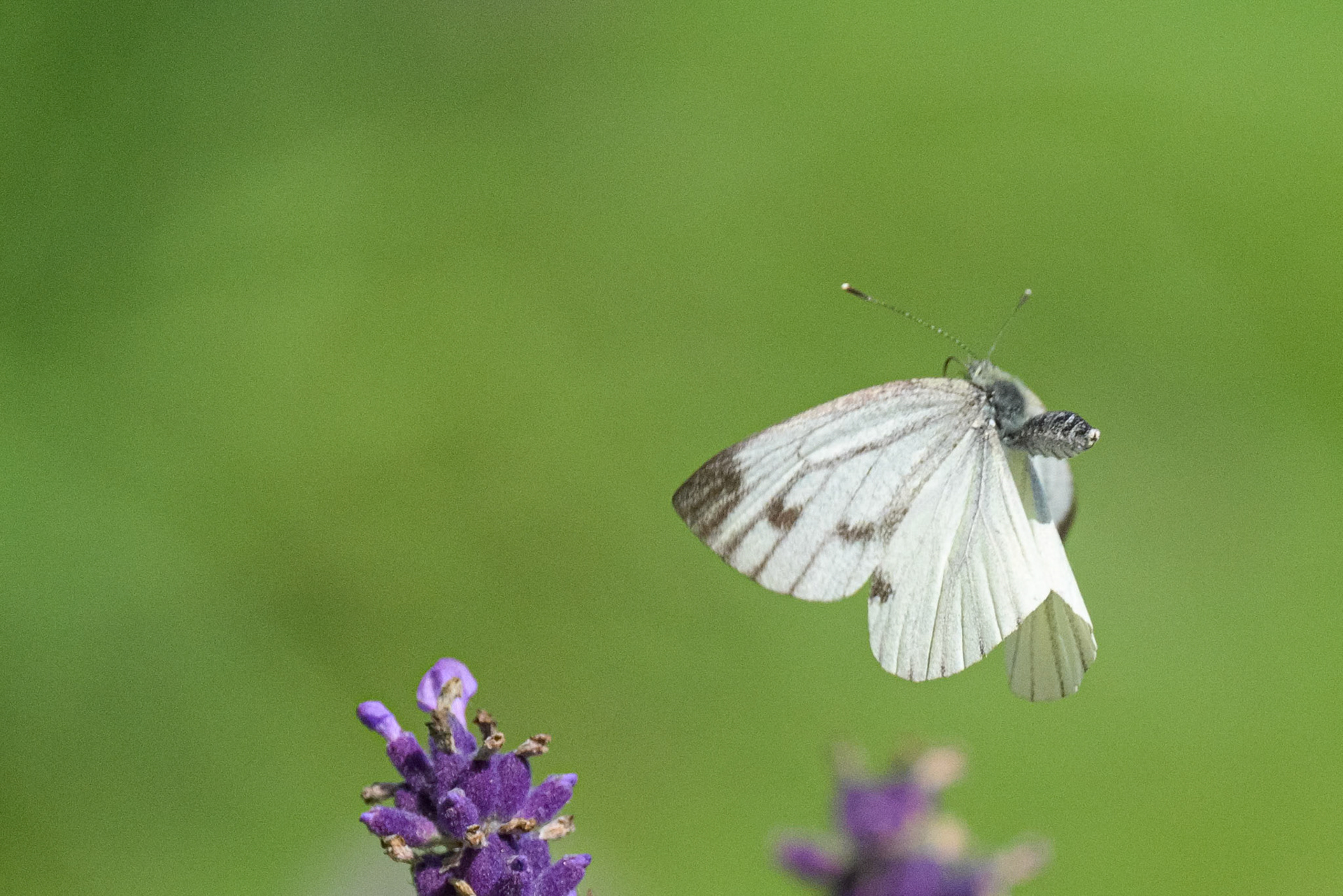 Grønåret kålsommerfugl