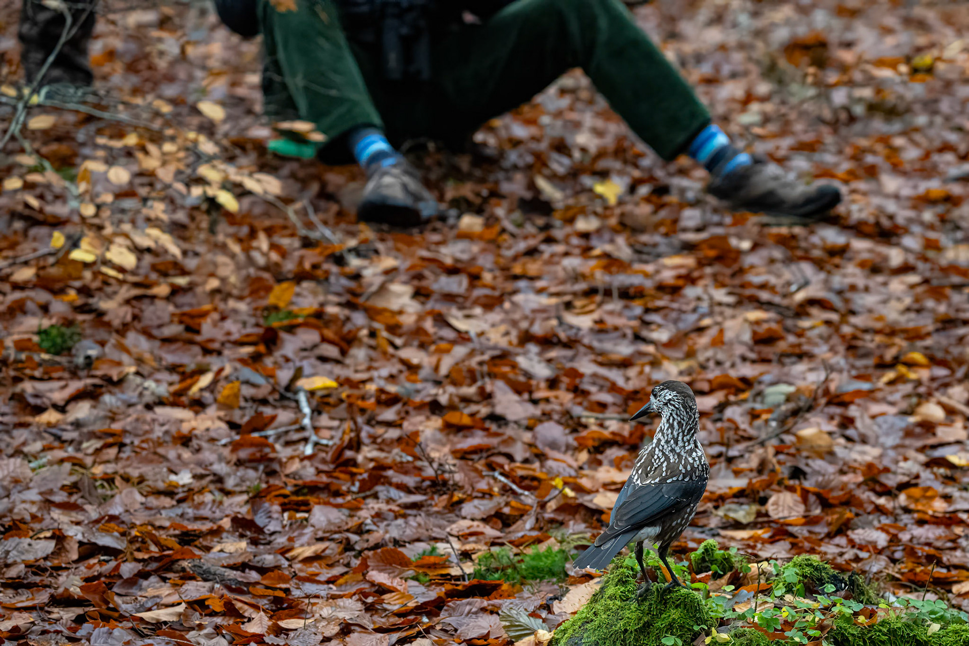 Tyndnæbbet nøddekrige