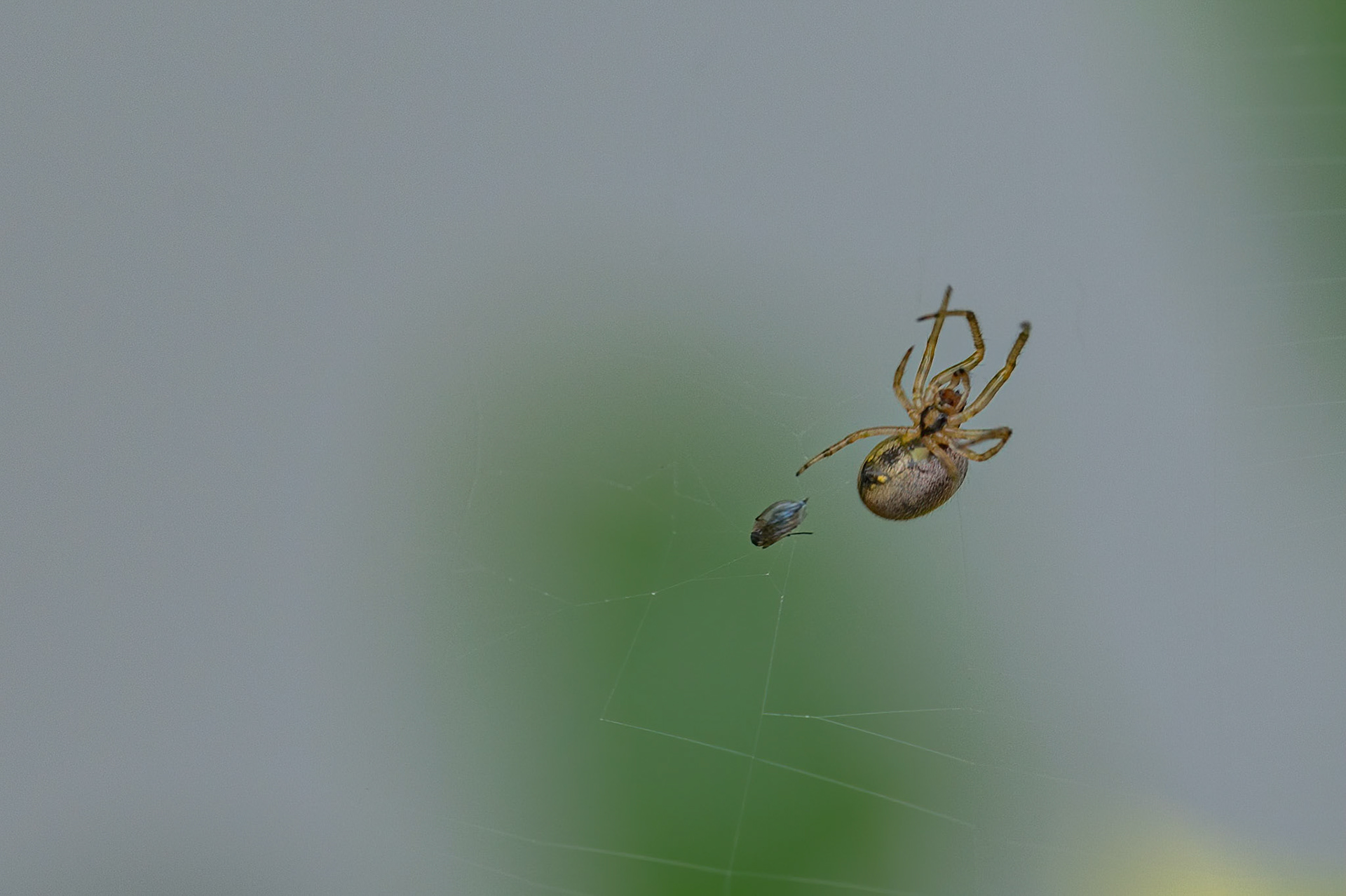 Edderkop, sp. med Bladlus
