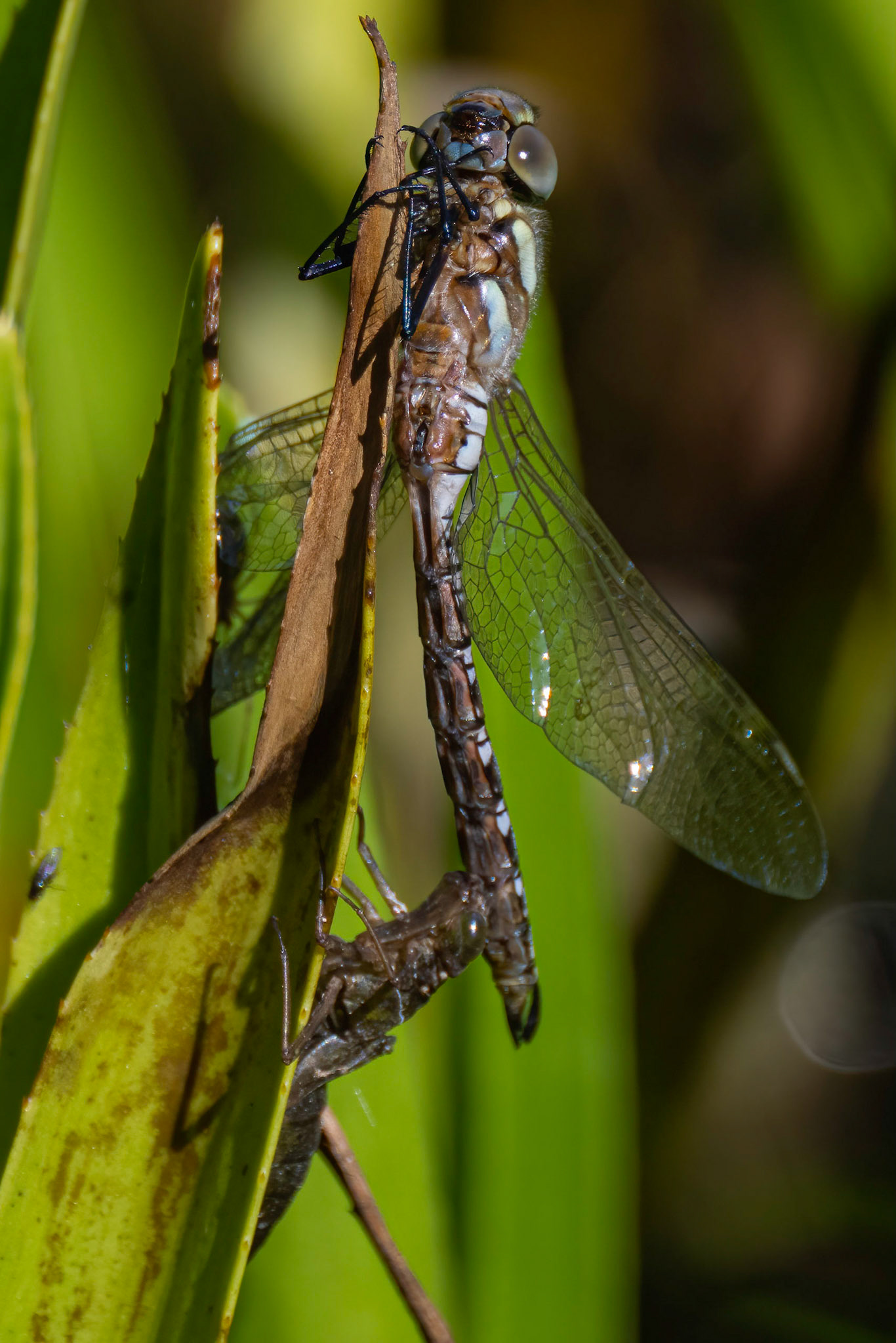 Efterårsmosaikguldsmed