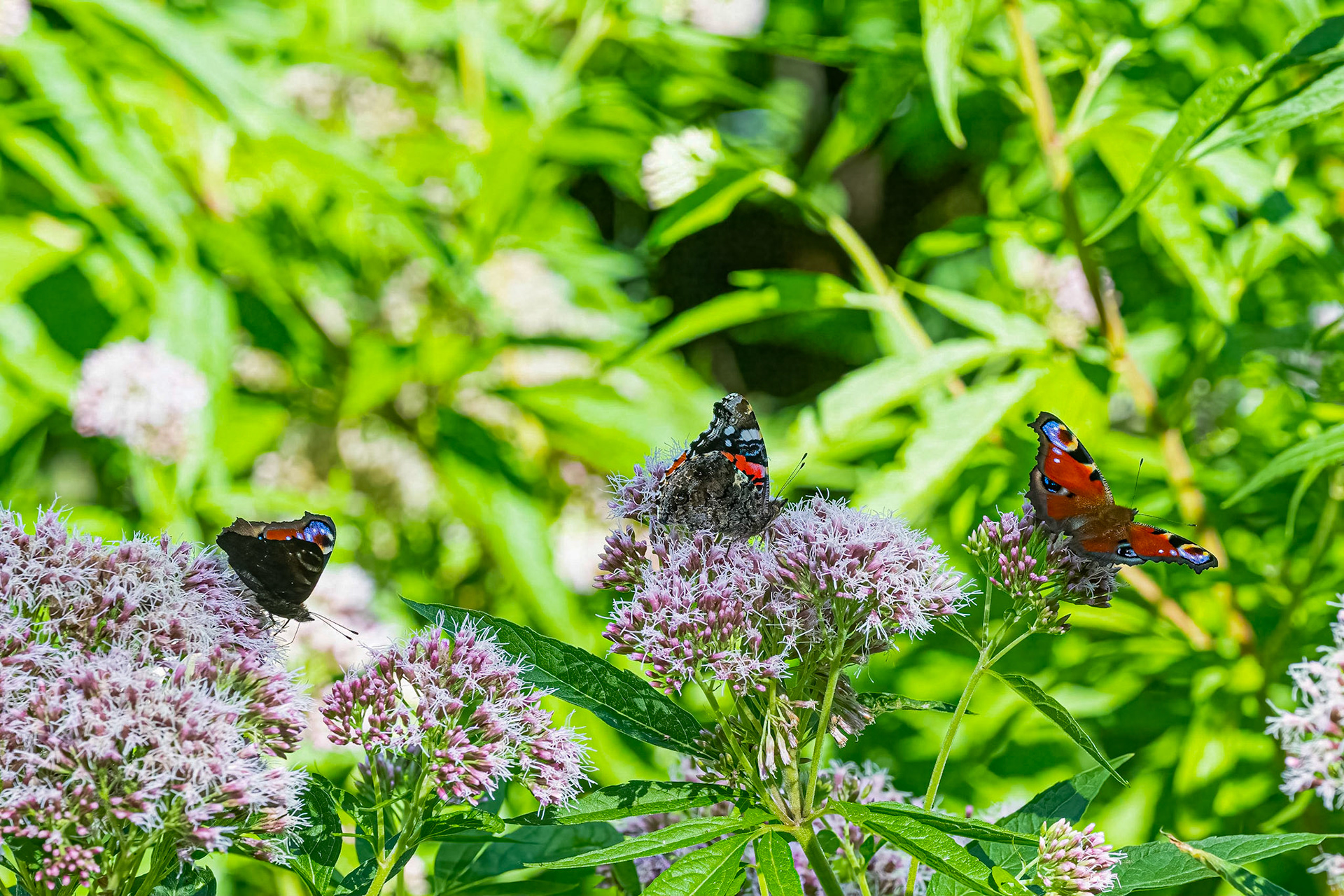 Admiral og Dagpåfugleøje
