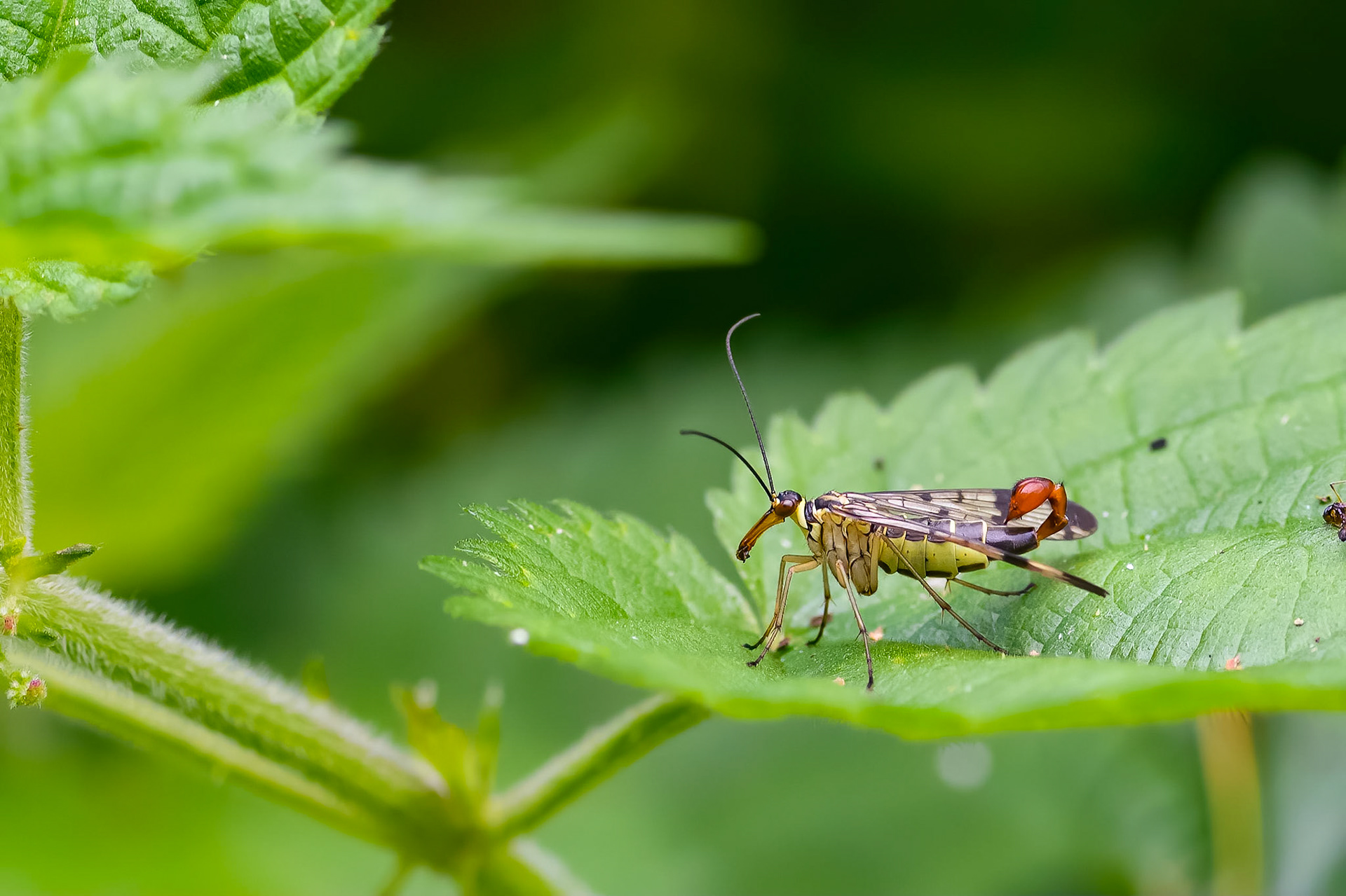 Almindelig skorpionsflue