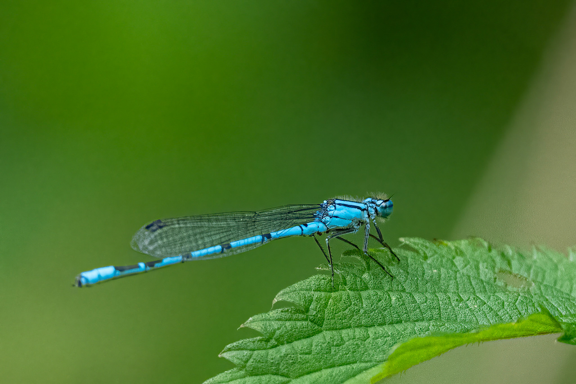 Almindelig vandnymfe