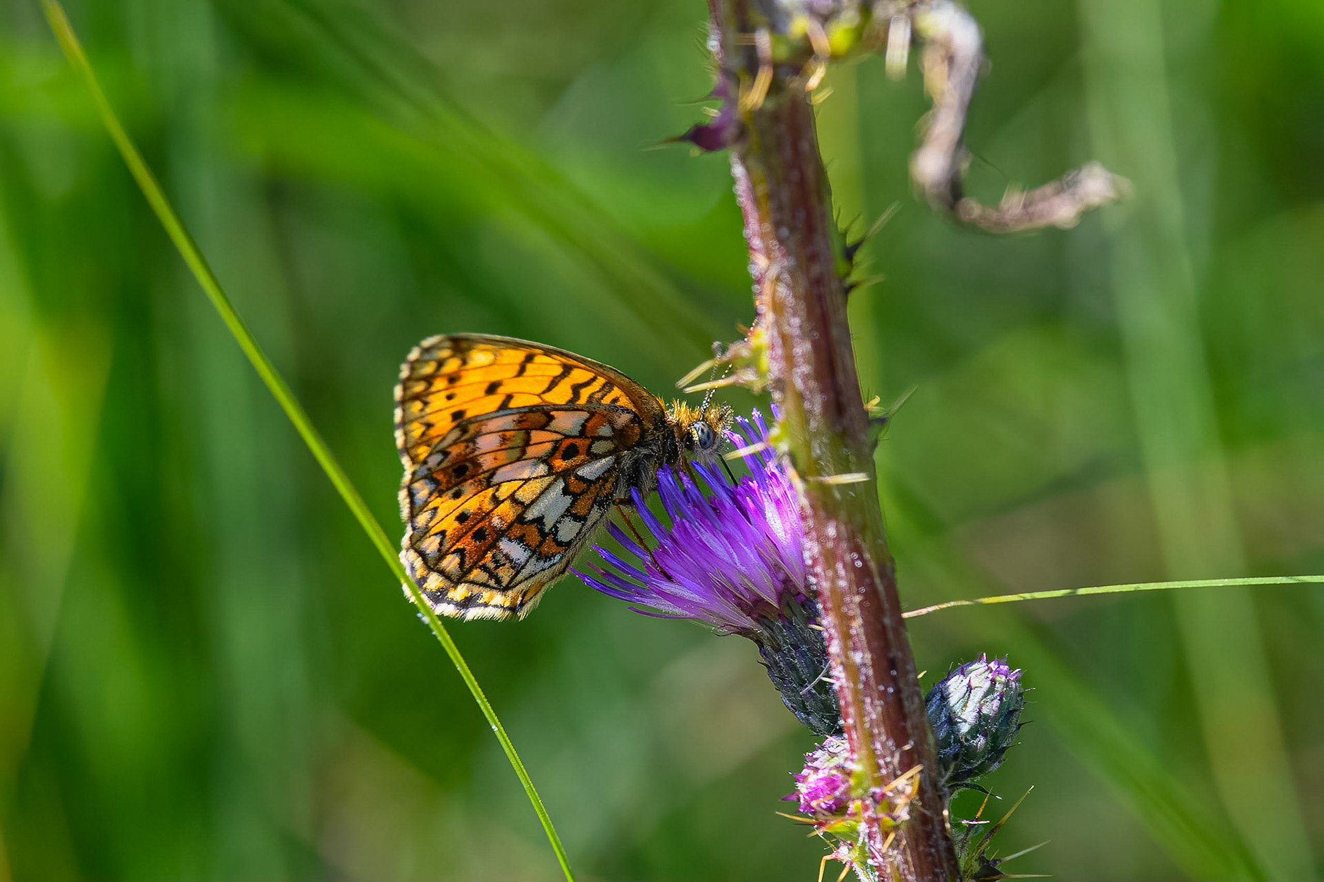 Brunlig perlemorsommerfugl