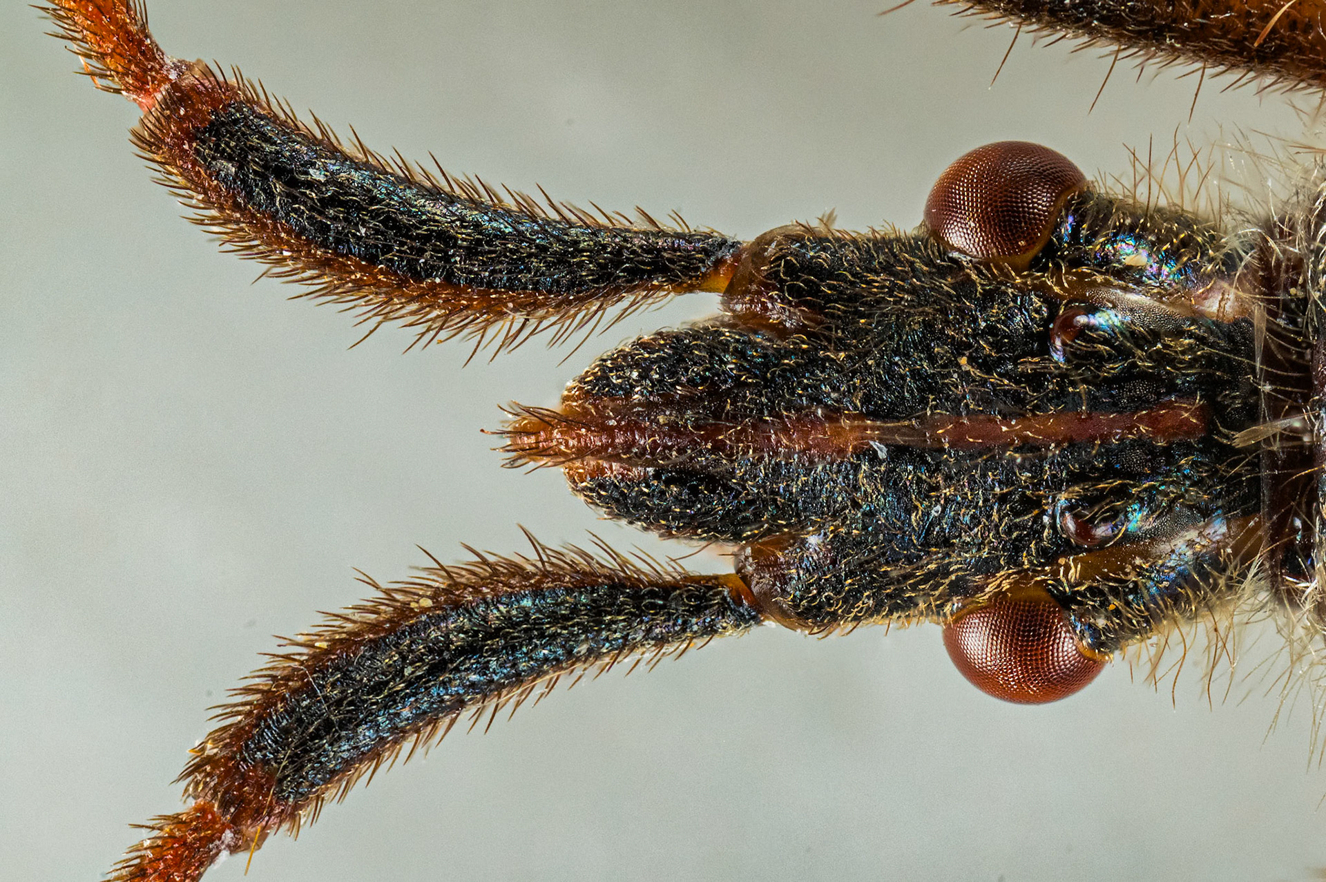 Amerikansk fyrretæge