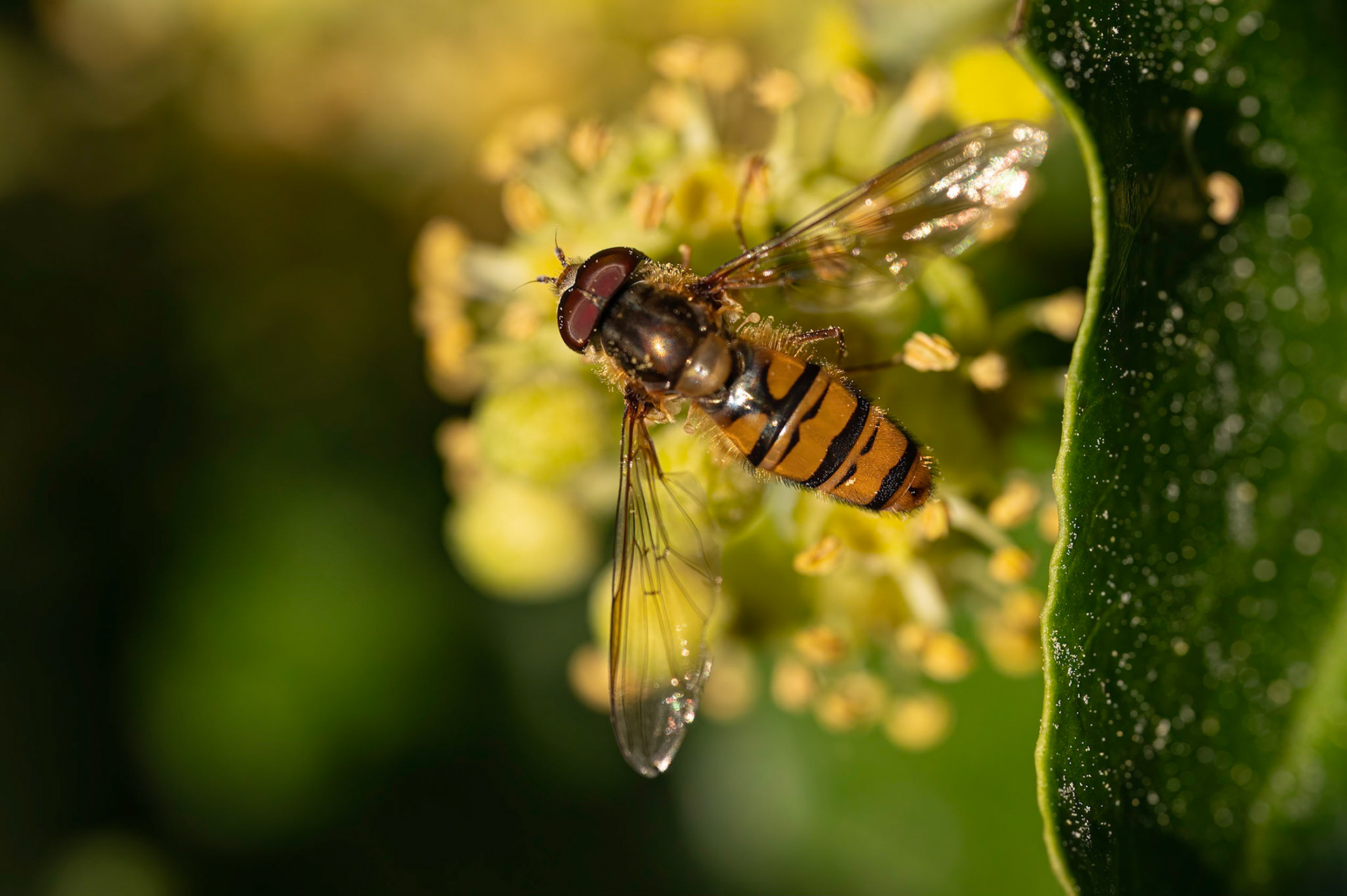 Dobbeltbåndet svirreflue