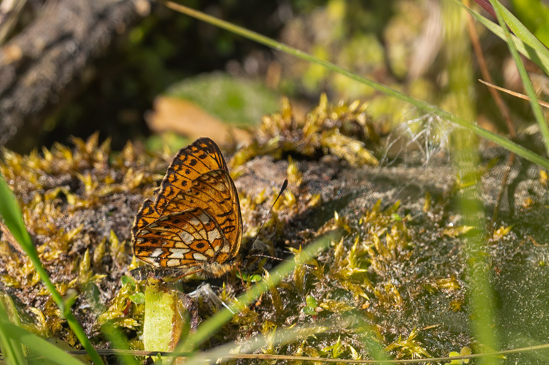 Brunlig perlemorsommerfugl