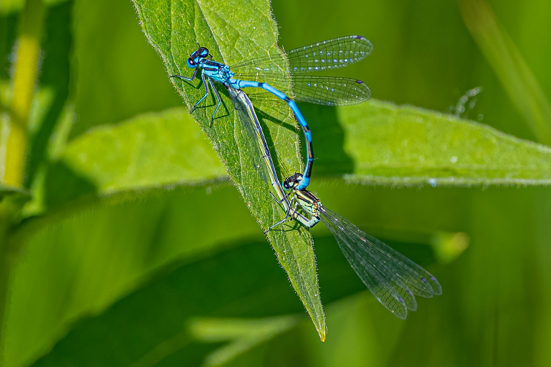 Almindelig vandnymfe
