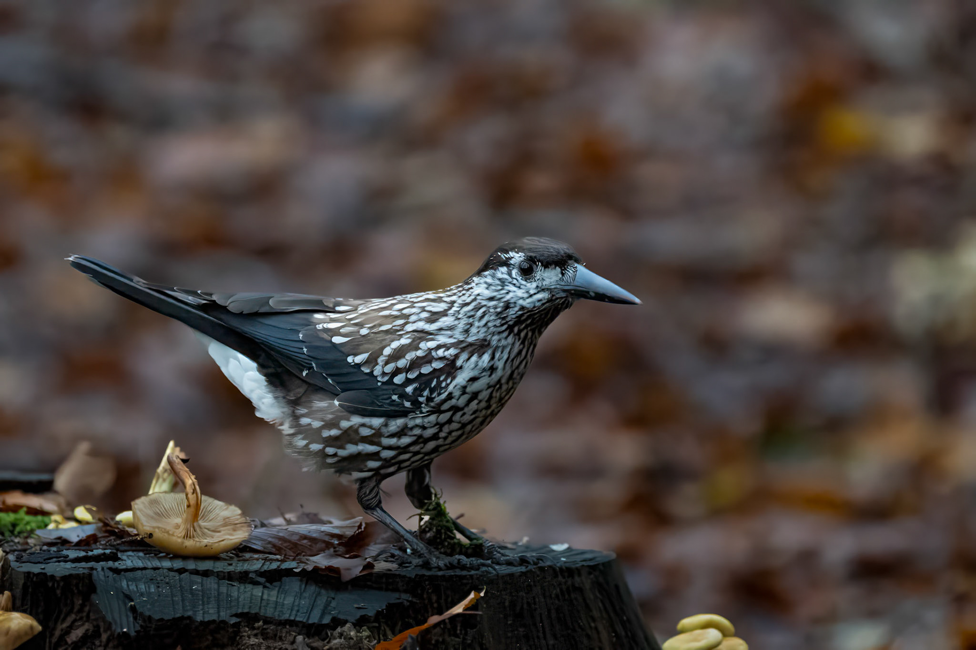Tyndnæbbet nøddekrige