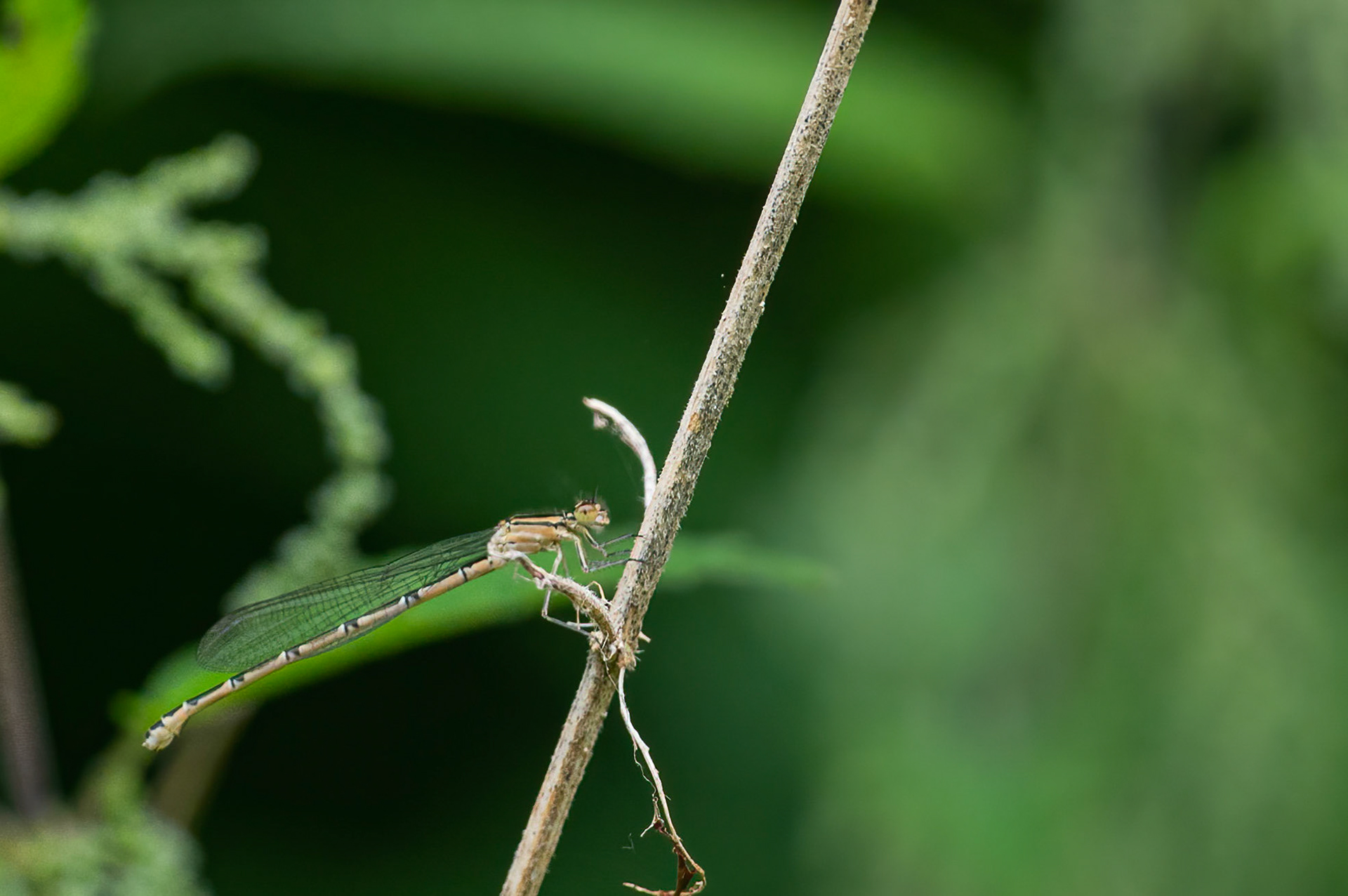 Almindelig vandnymfe