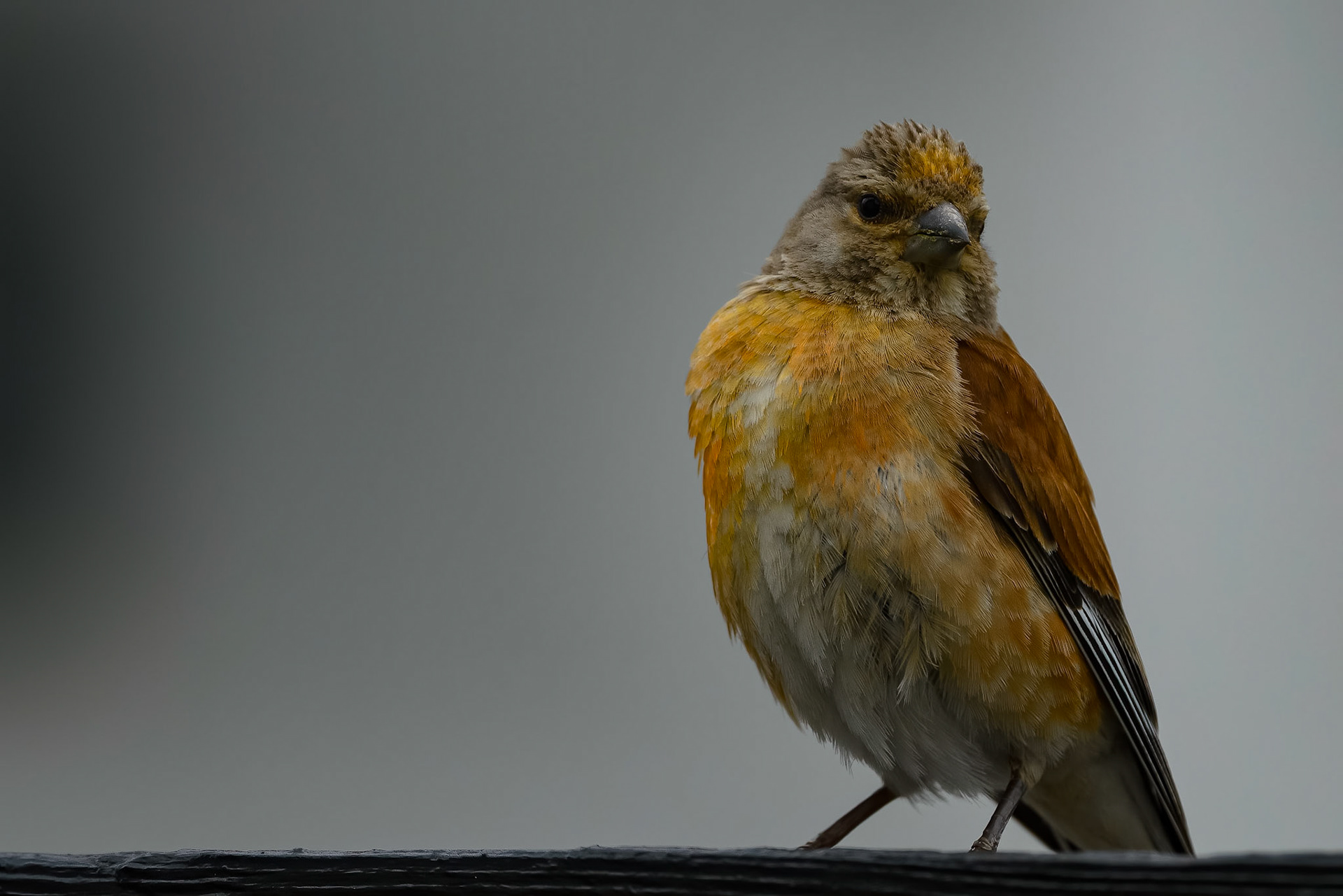 Tornirisk - har dagligt besøg af denne smukker fugl
