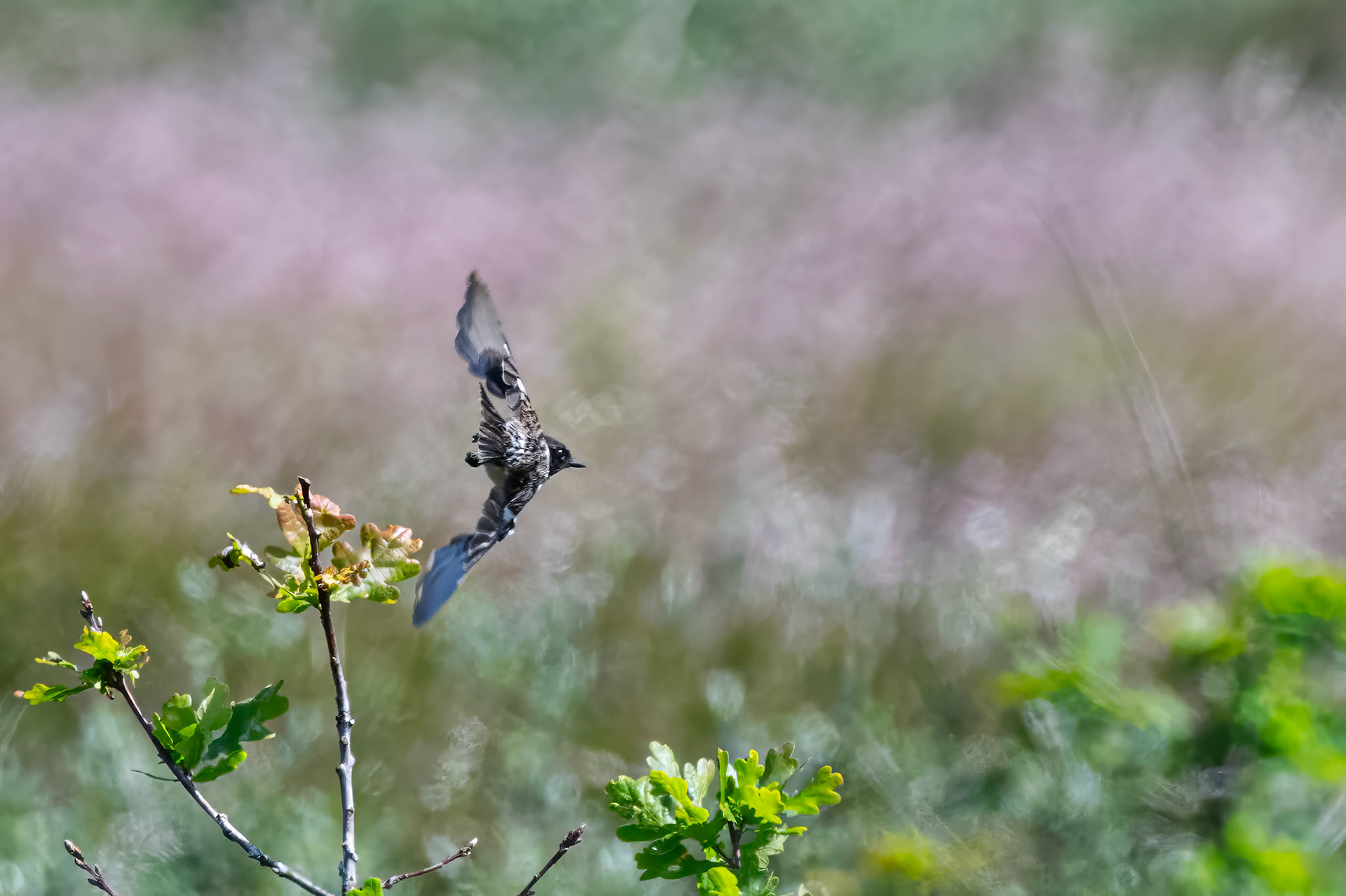 Sortstrubet bynkefugl