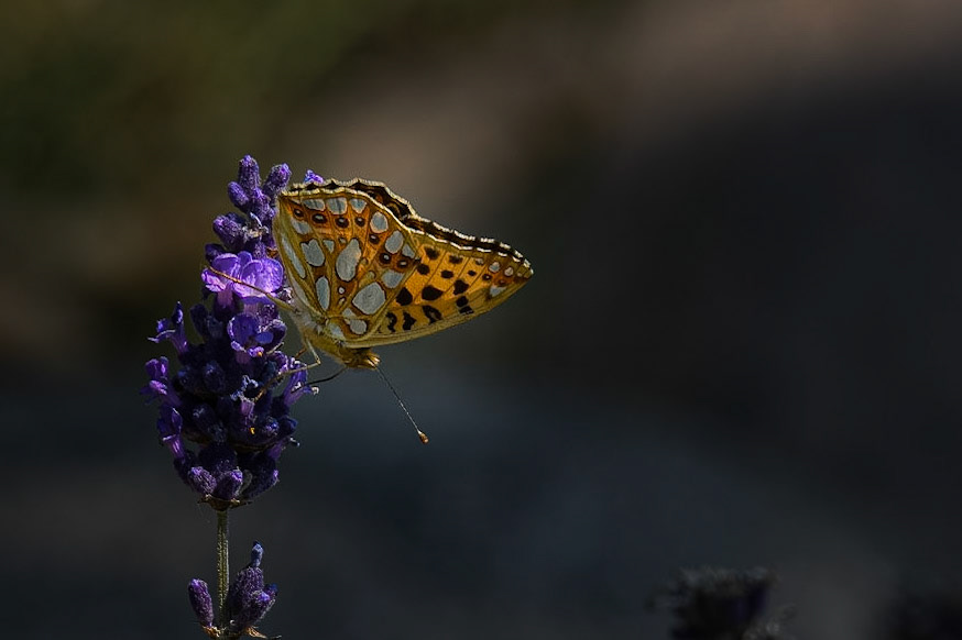 Storplettet perlemorsommerfugl