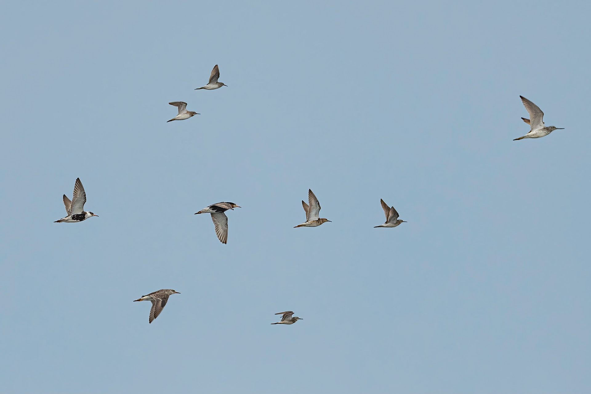 Brushane, Tinksmed og Hvidklire