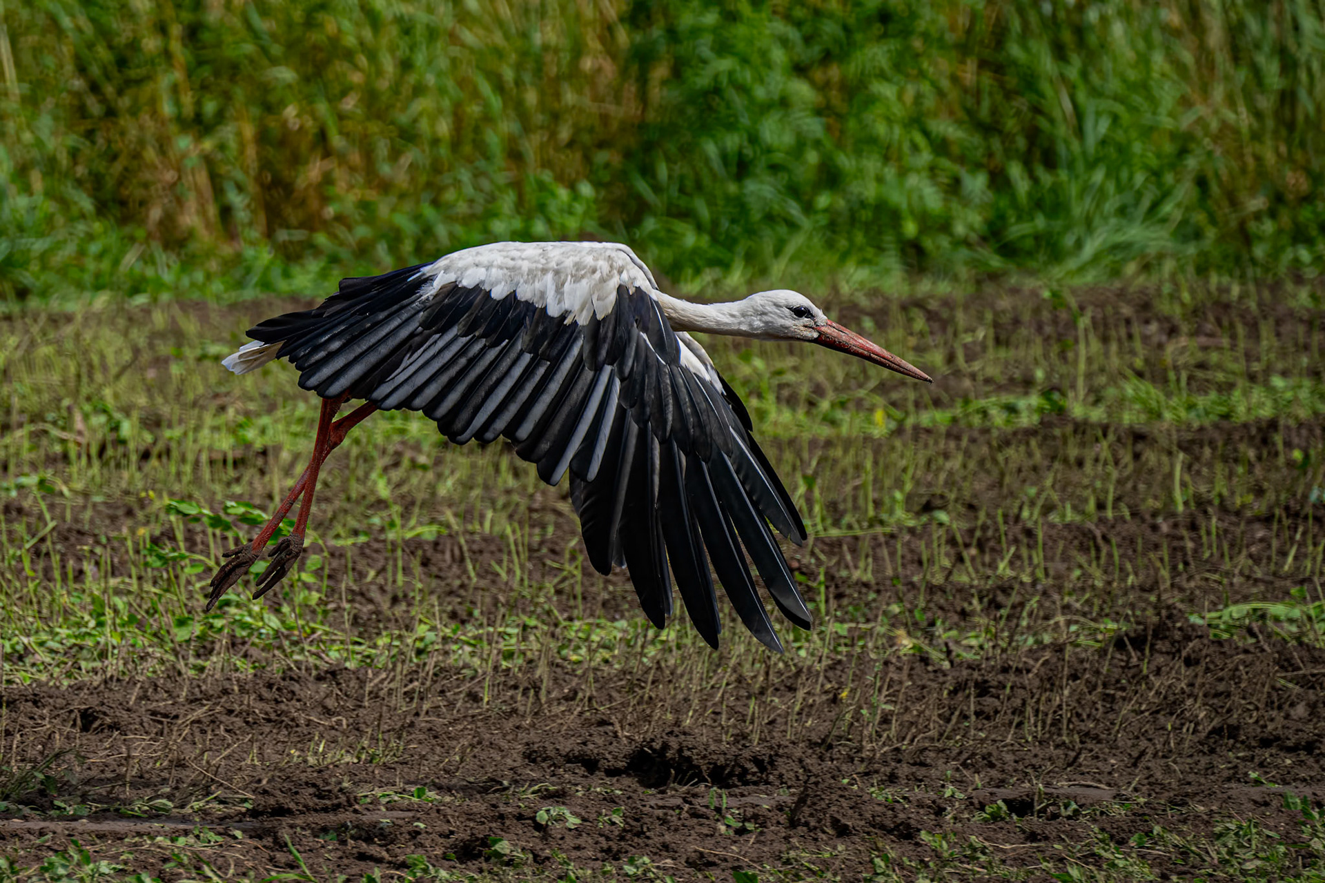 Hvid stork