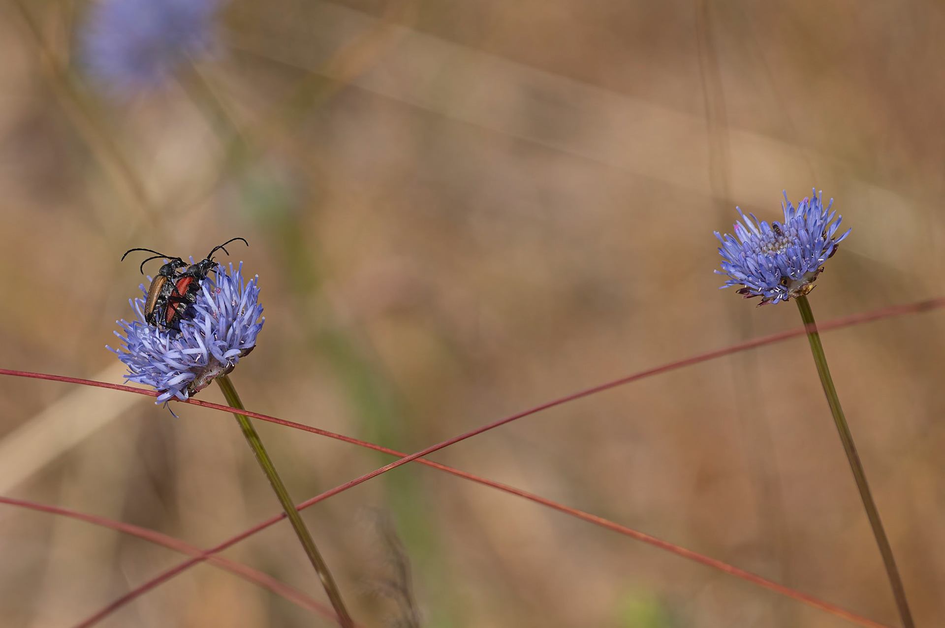 Blodrød blomsterbuk