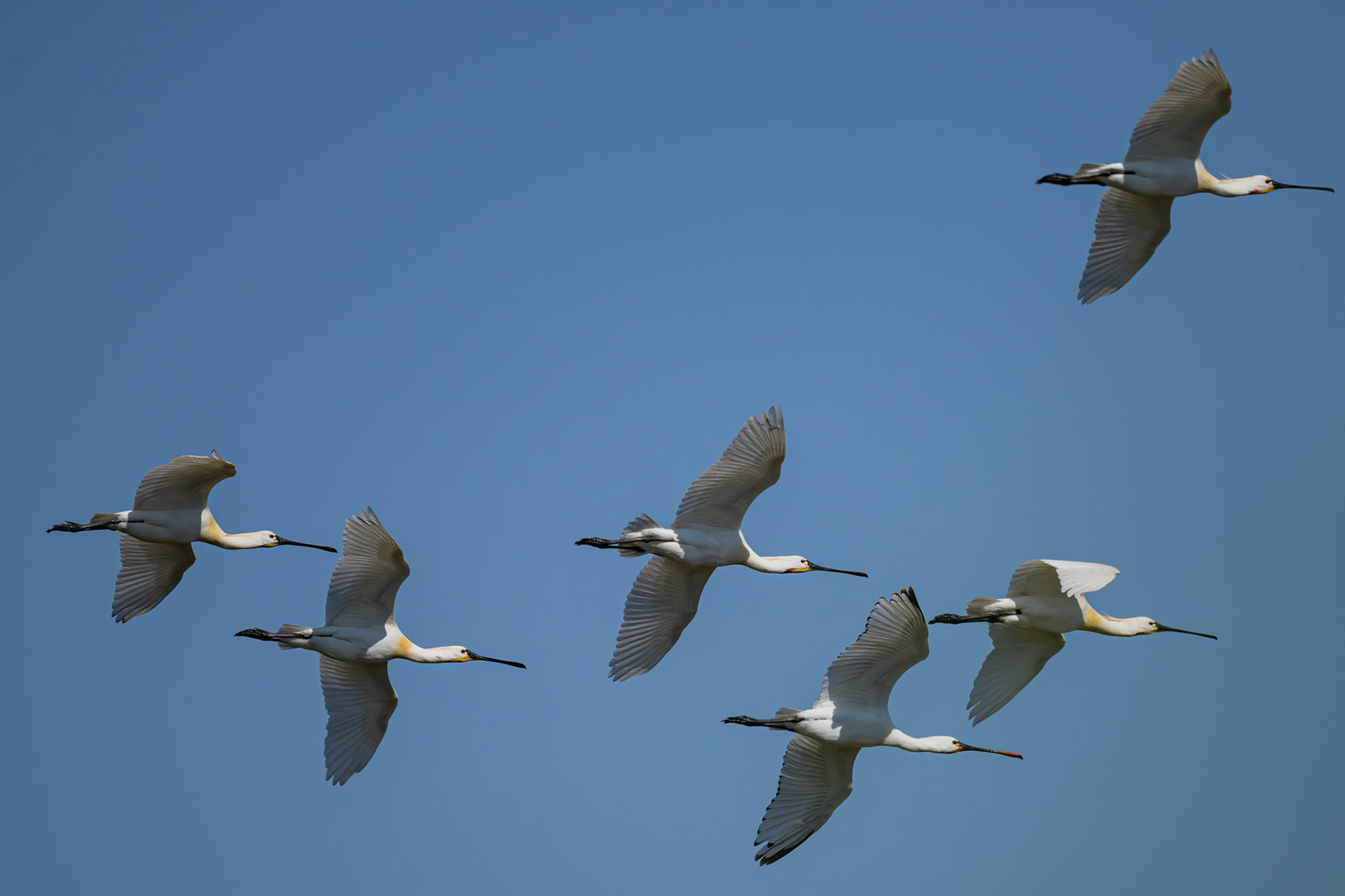Skestork