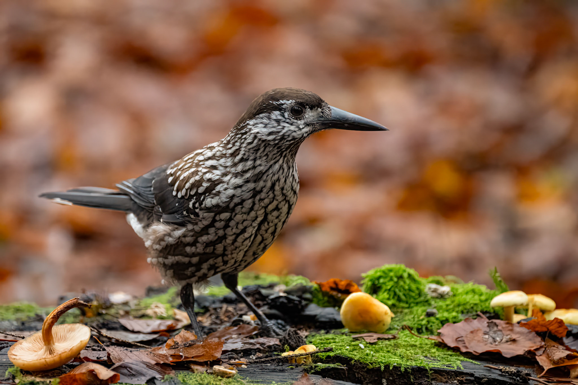 Tyndnæbbet nøddekrige