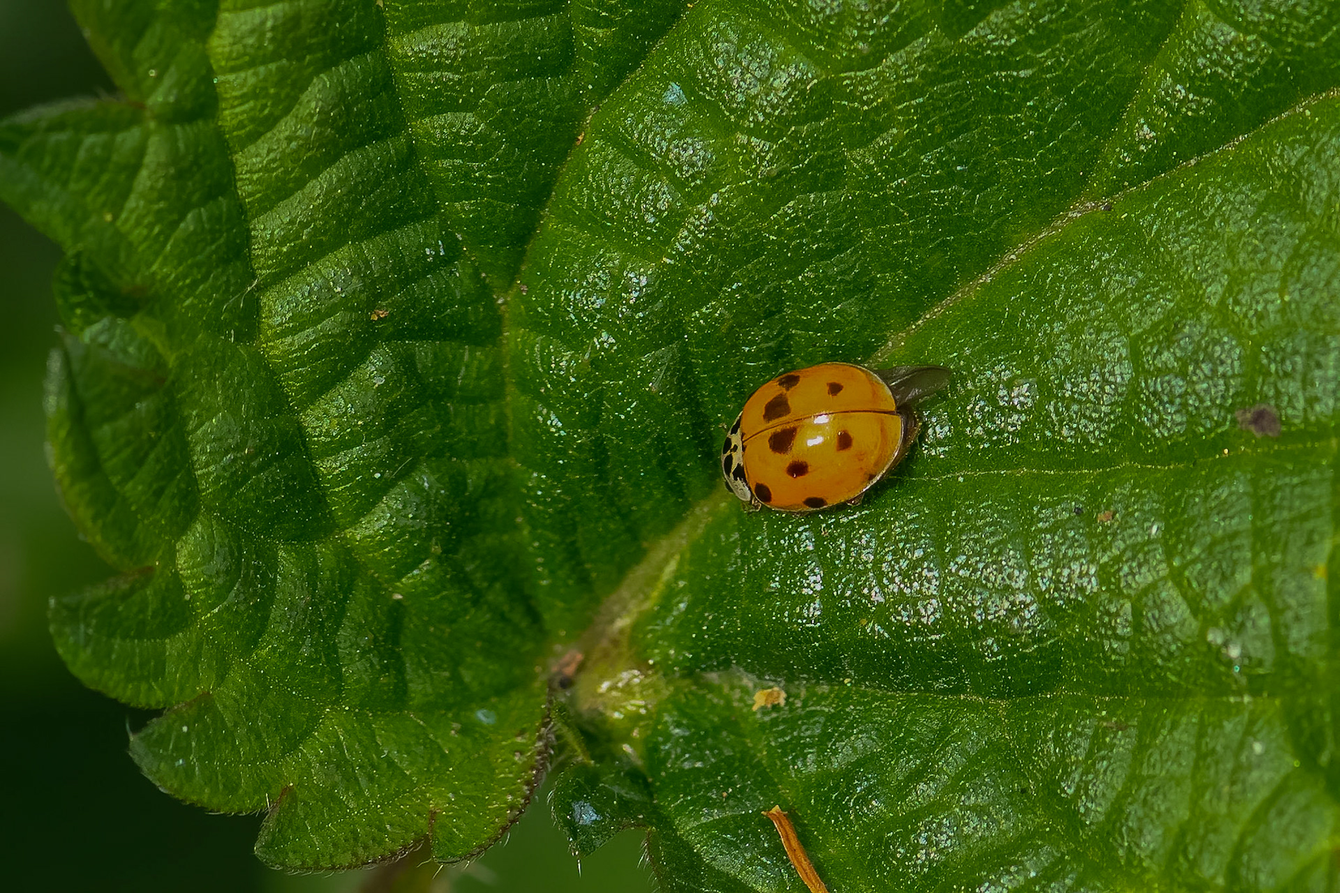 10-plettet mariehøne