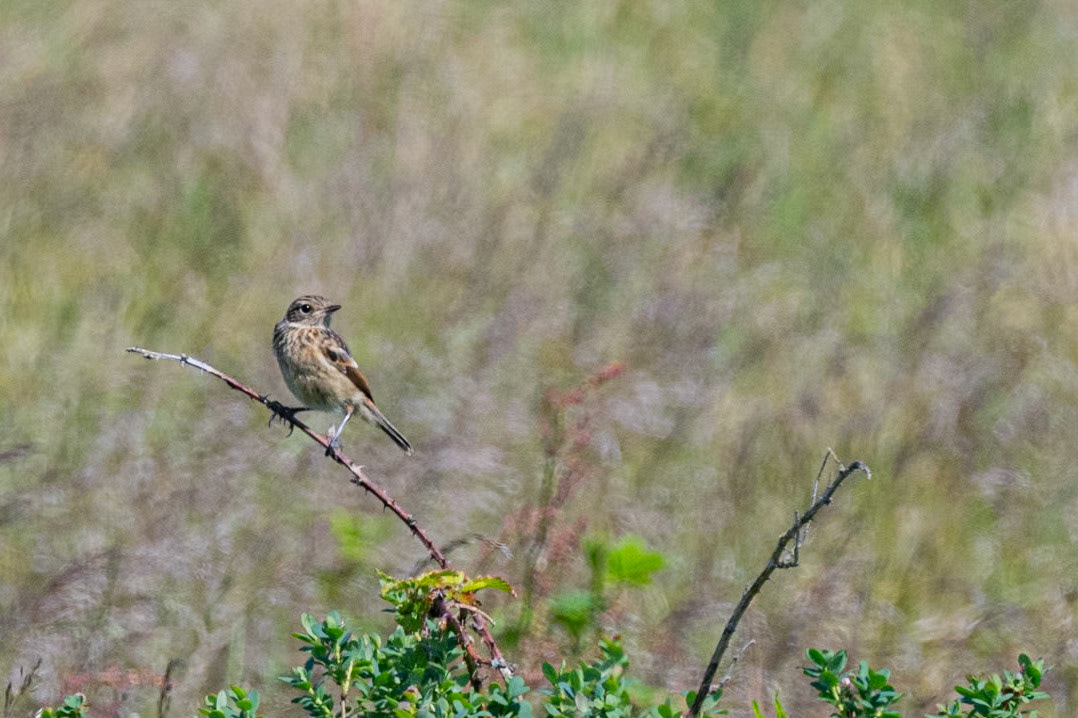 Sortstrubet bynkefugl