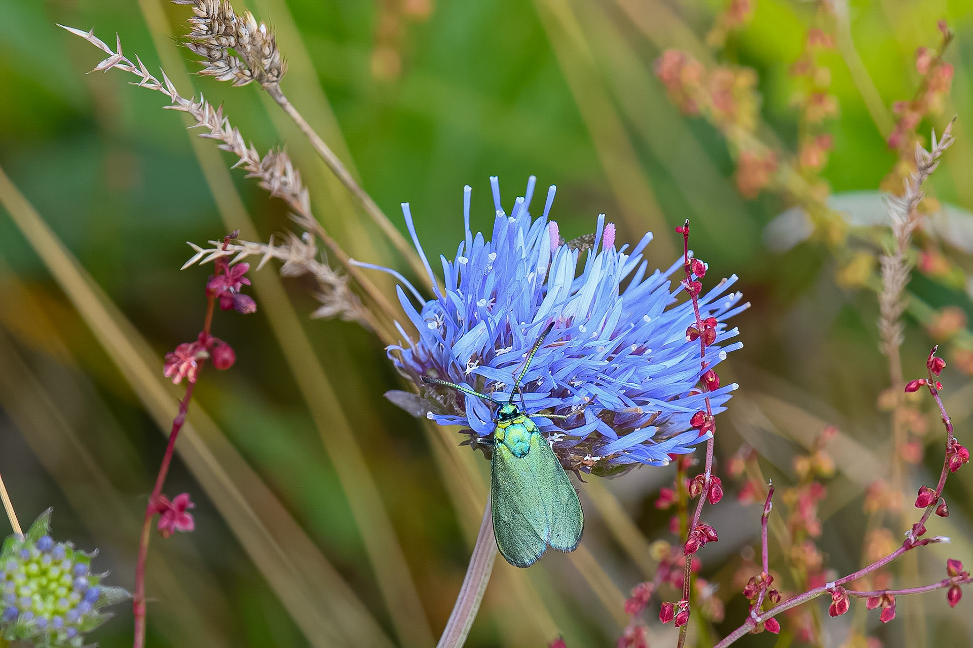 Grøn køllesværmer