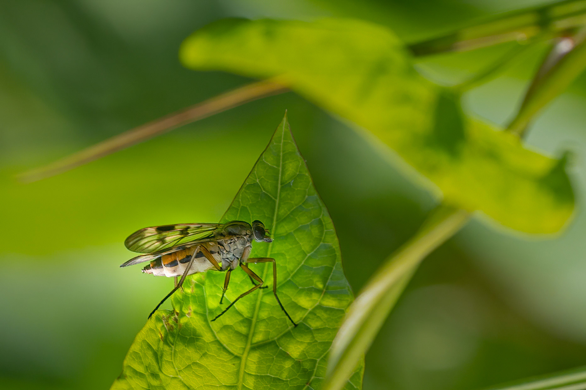 Almindelig sneppeflue