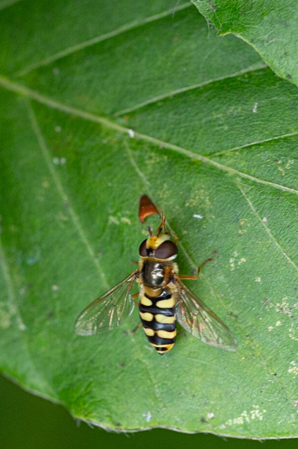 Almindelig marksvirreflue