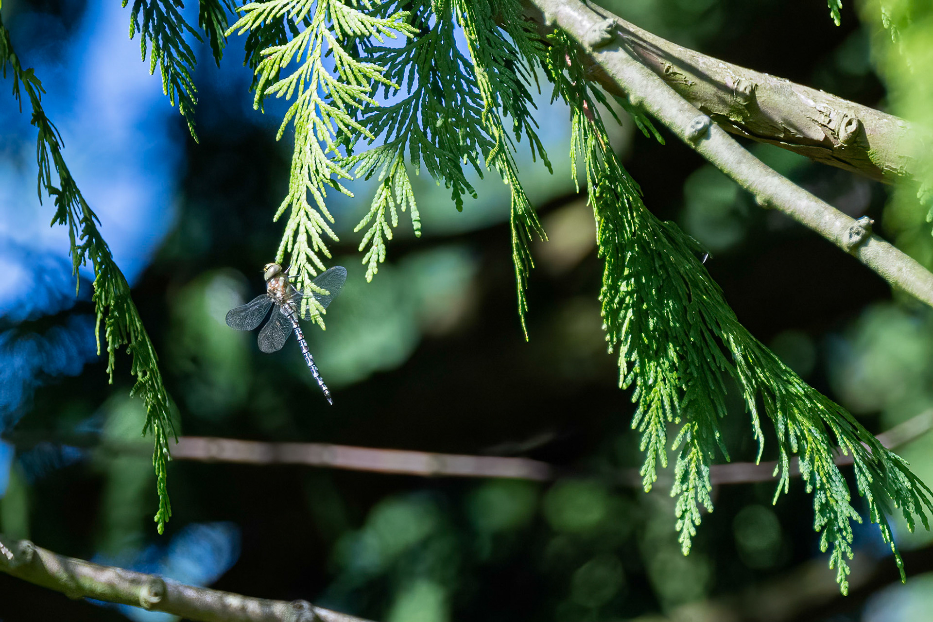 Efterårsmosaikguldsmed