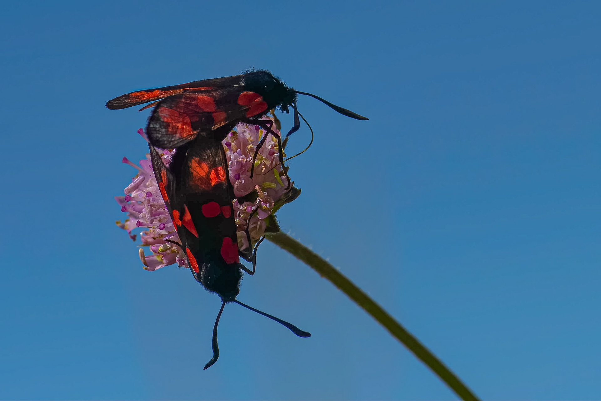 6-plettet køllesværmer