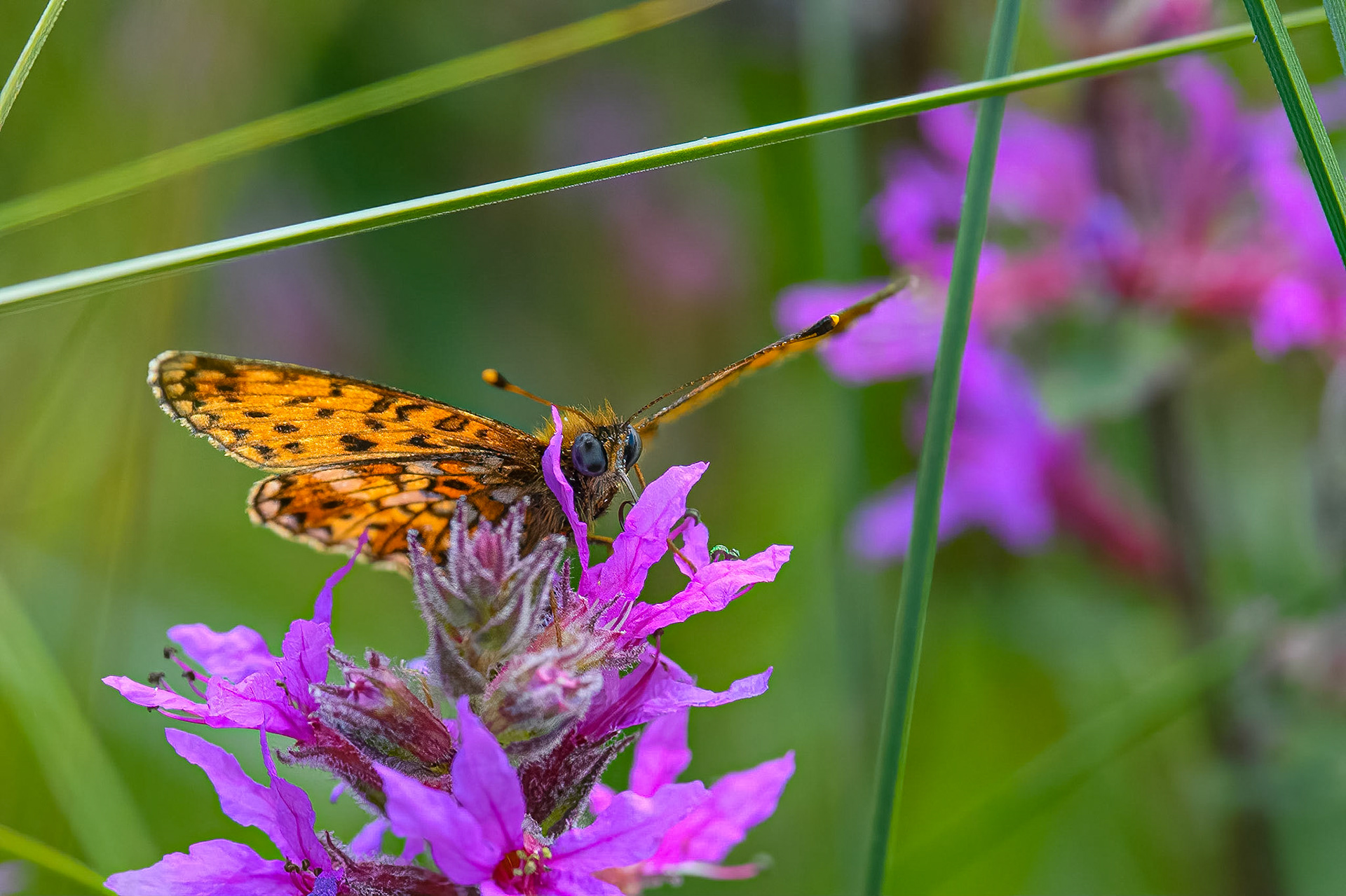Brunlig perlemorsommerfugl