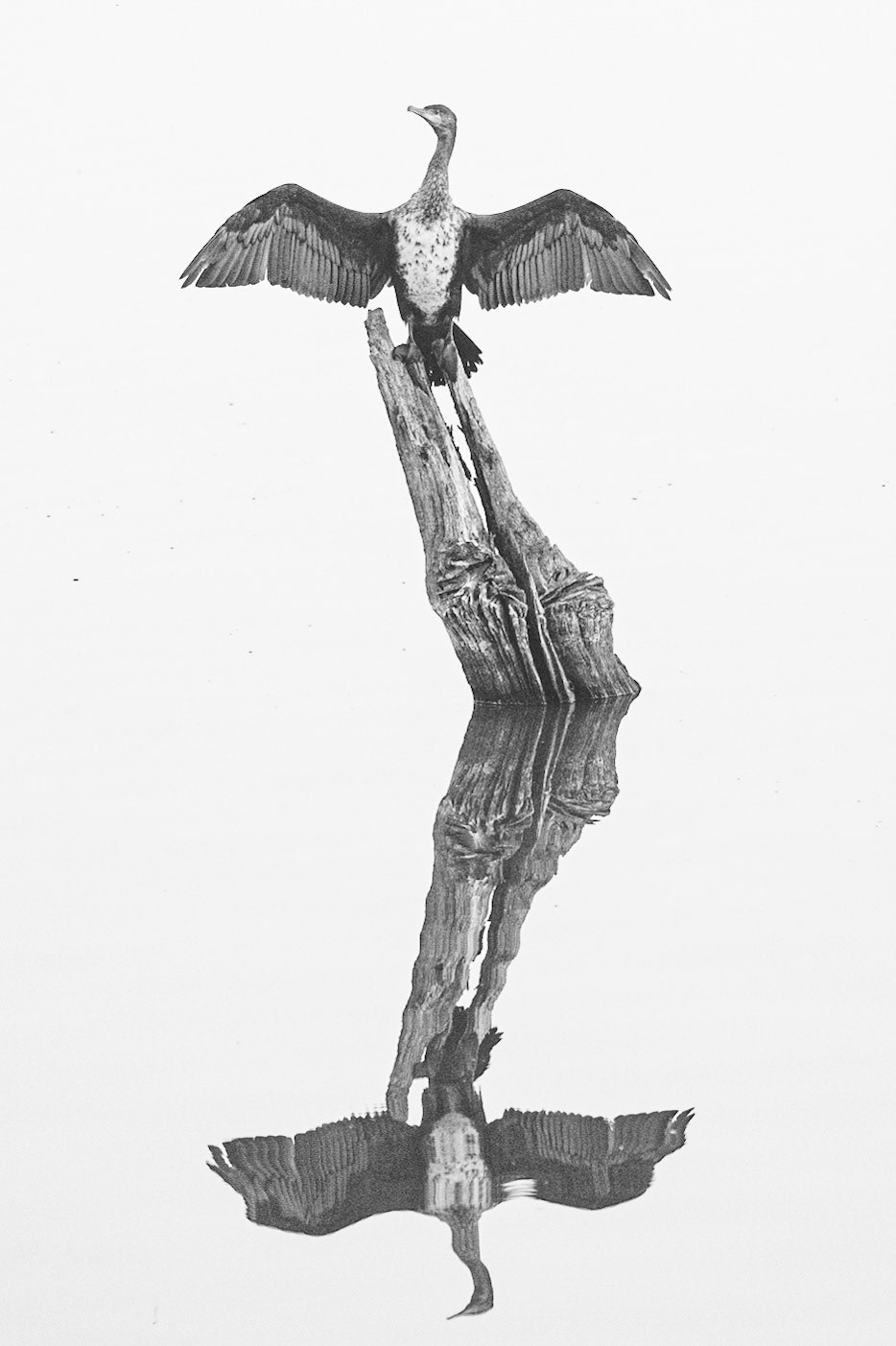 Skarv