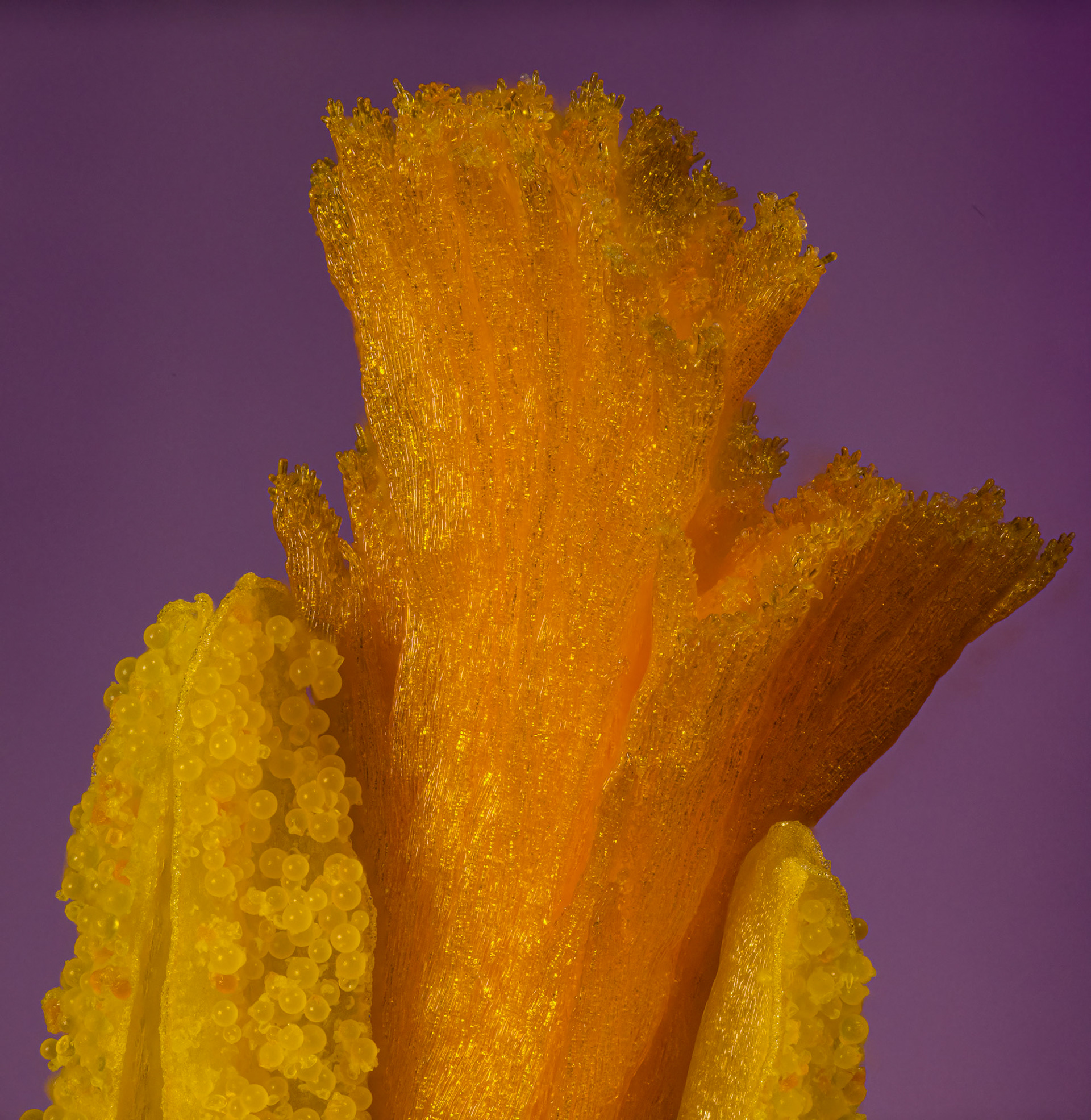 Krokus
