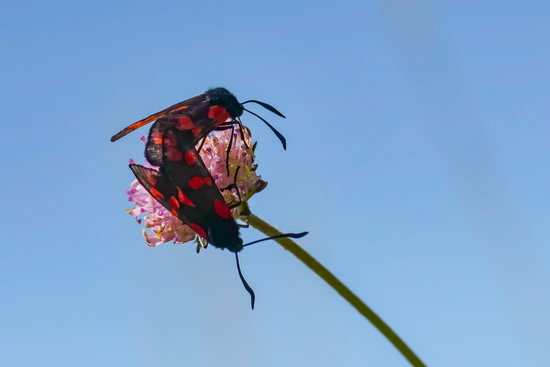 6-plettet køllesværmer