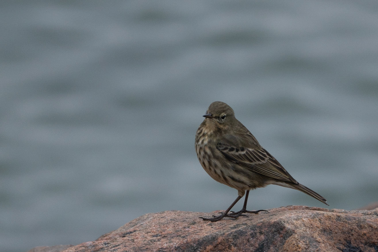 Skærpiber