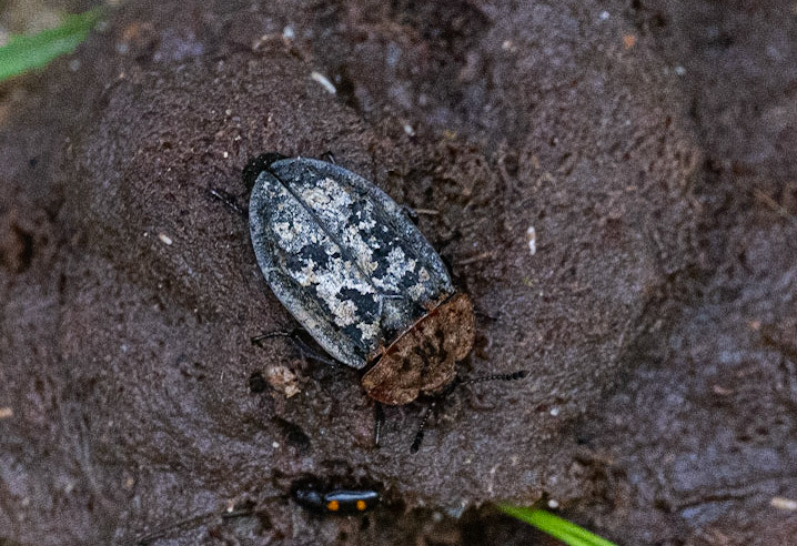 Rødbrystet ådselbille