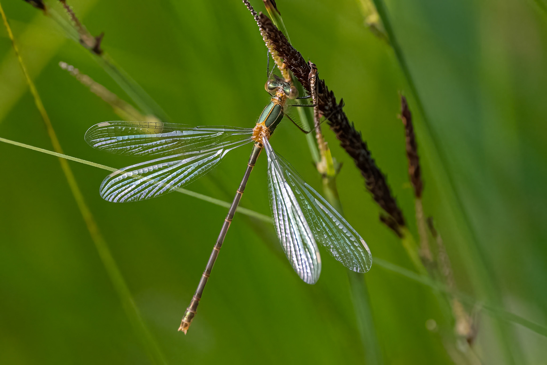 Almindelig kobbervandnymfe