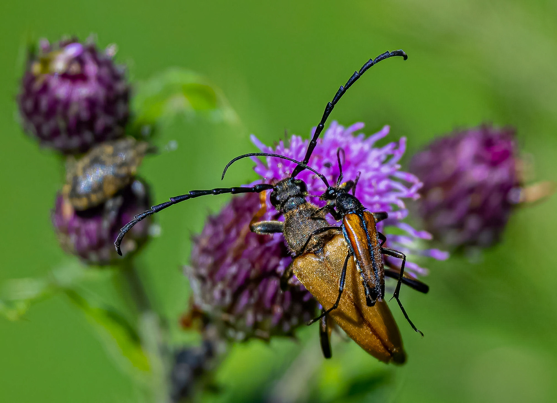 Rød blomsterbuk