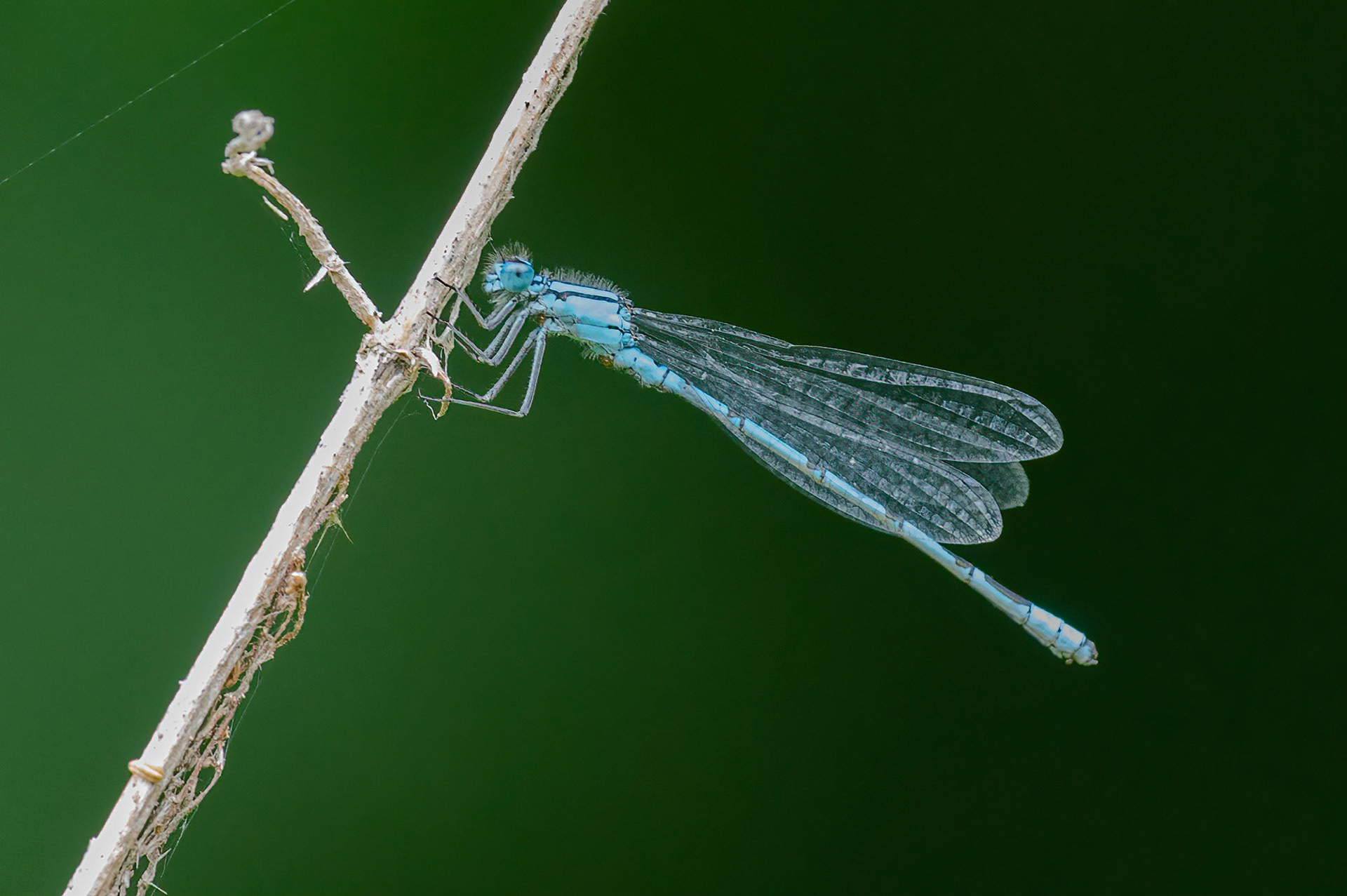Almindelig vandnymfe