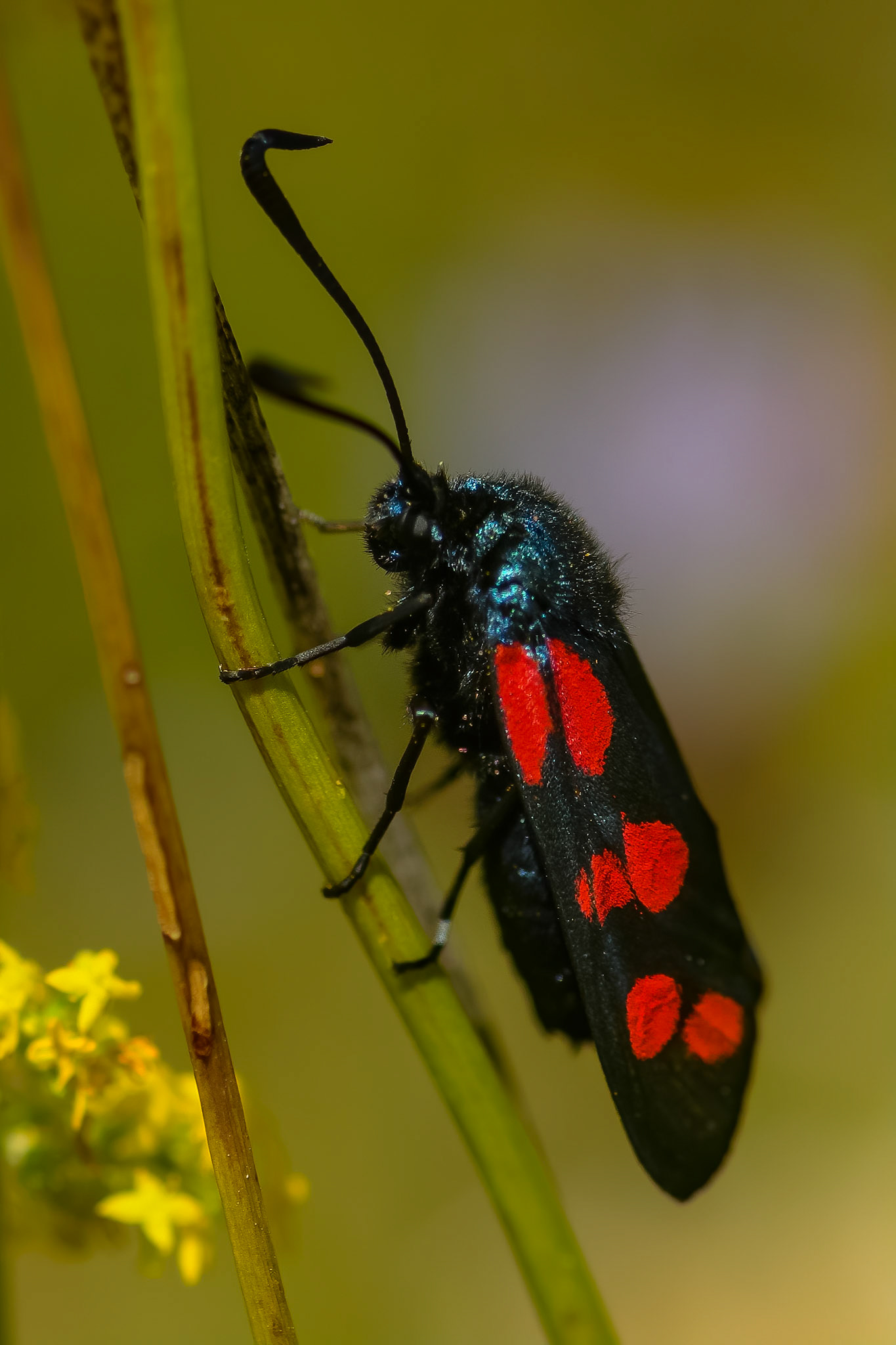6-plettet køllesværmer