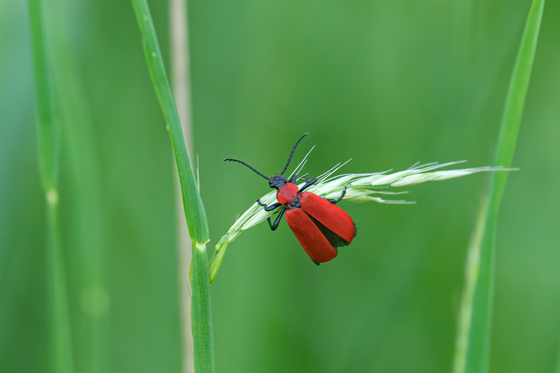 Sorthovedet kardinalbille