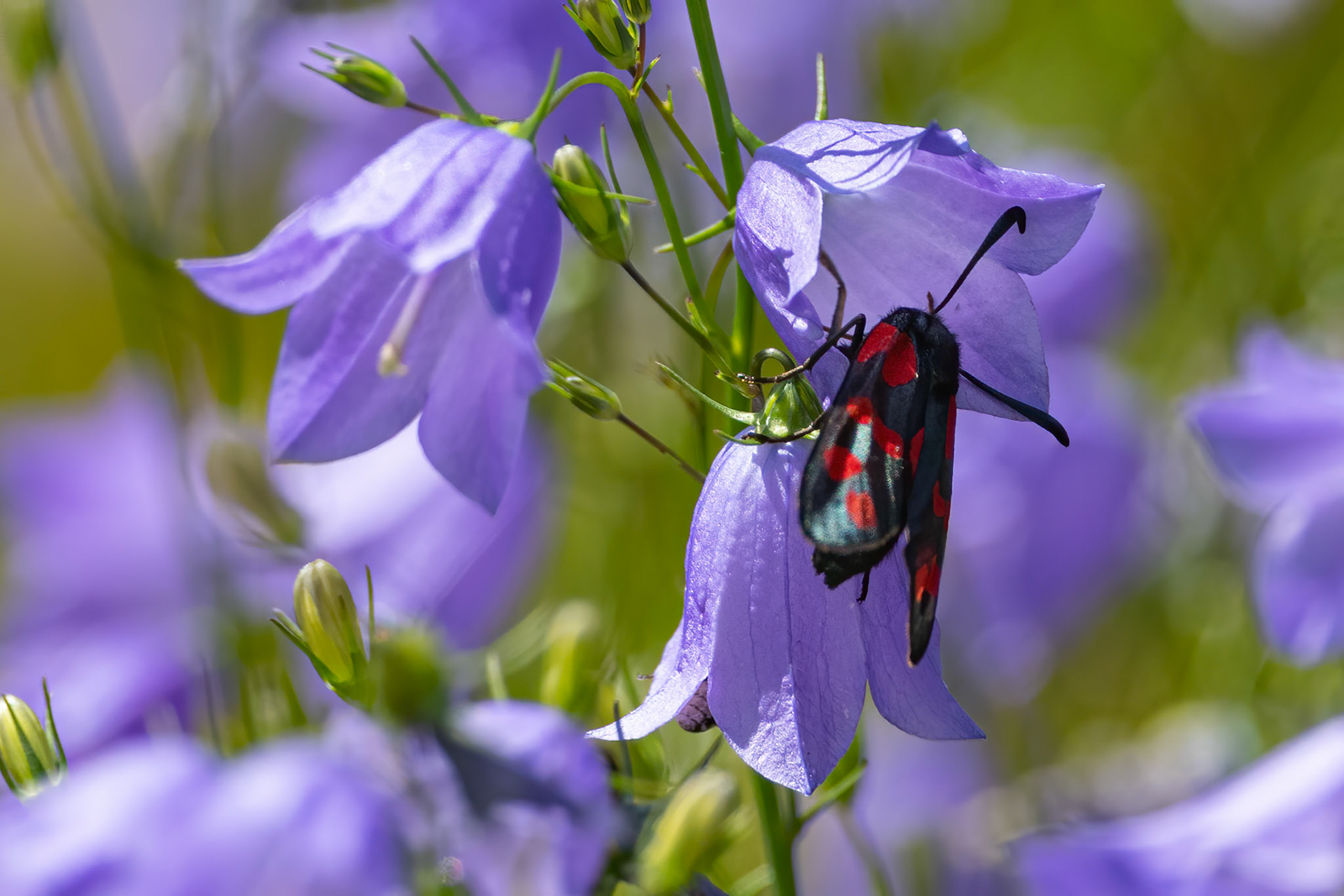 Seksplettet køllesværmer