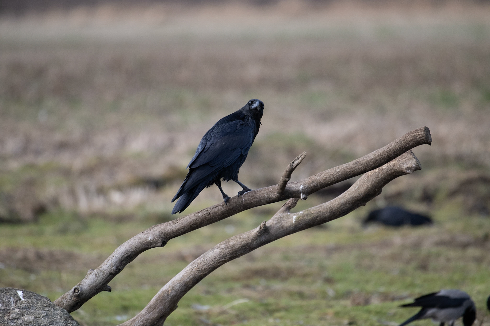 Ravn