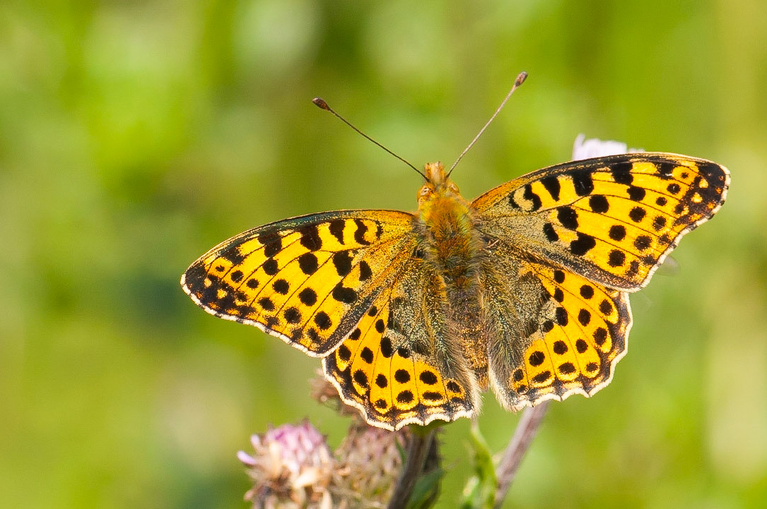 Storplettet perlemorsommerfugl