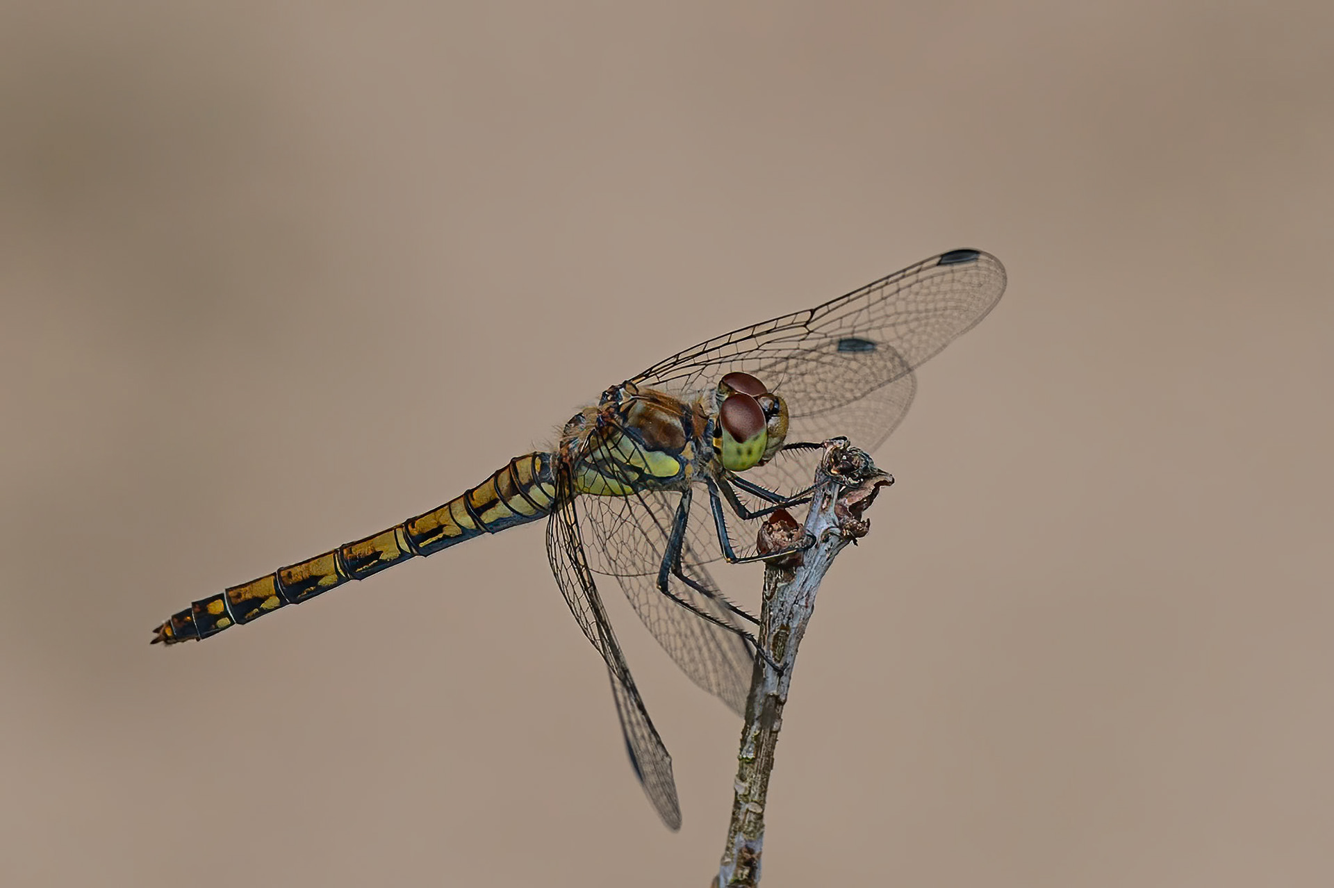 ALmindelig hedelibel