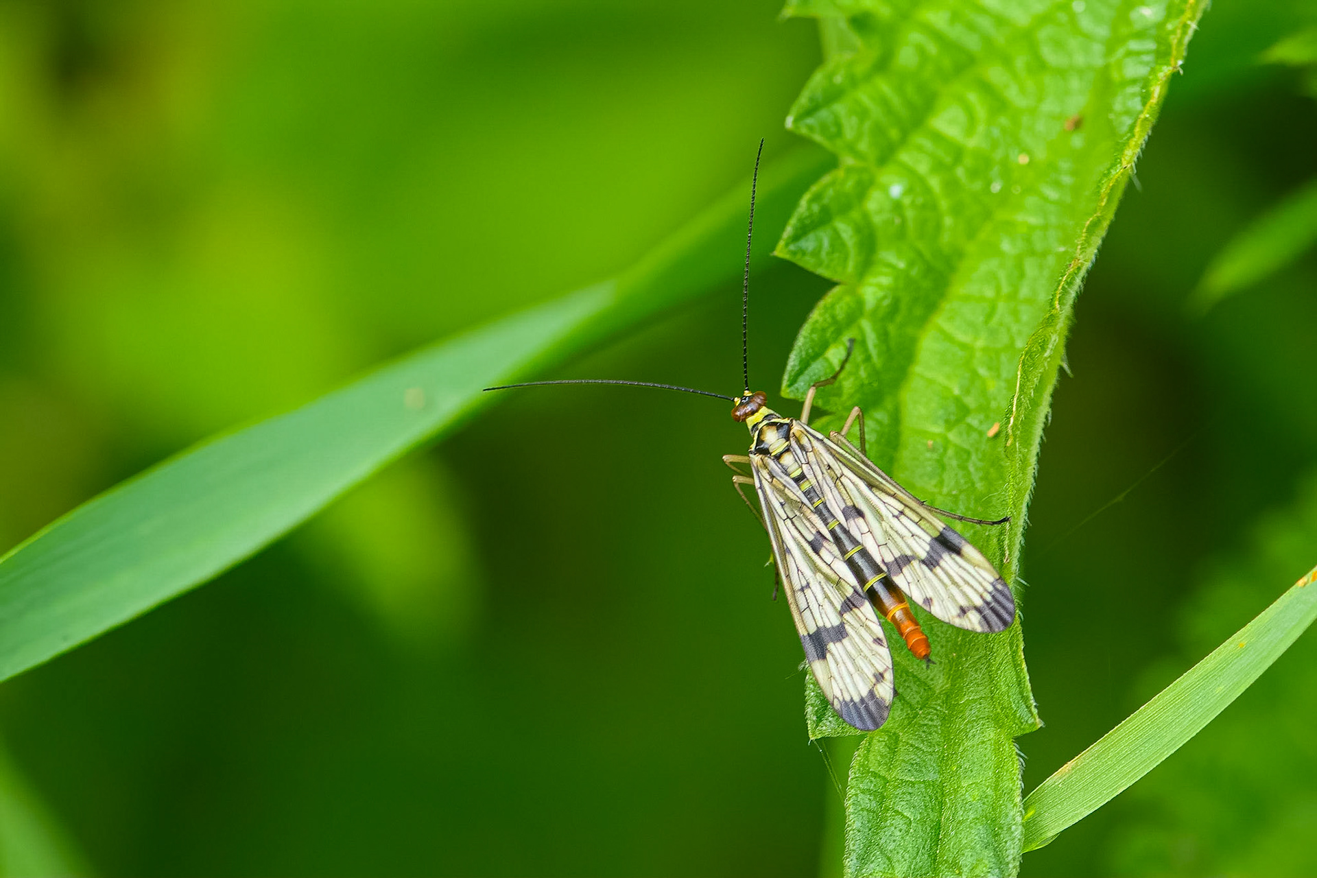 Almindelig skorpionsflue