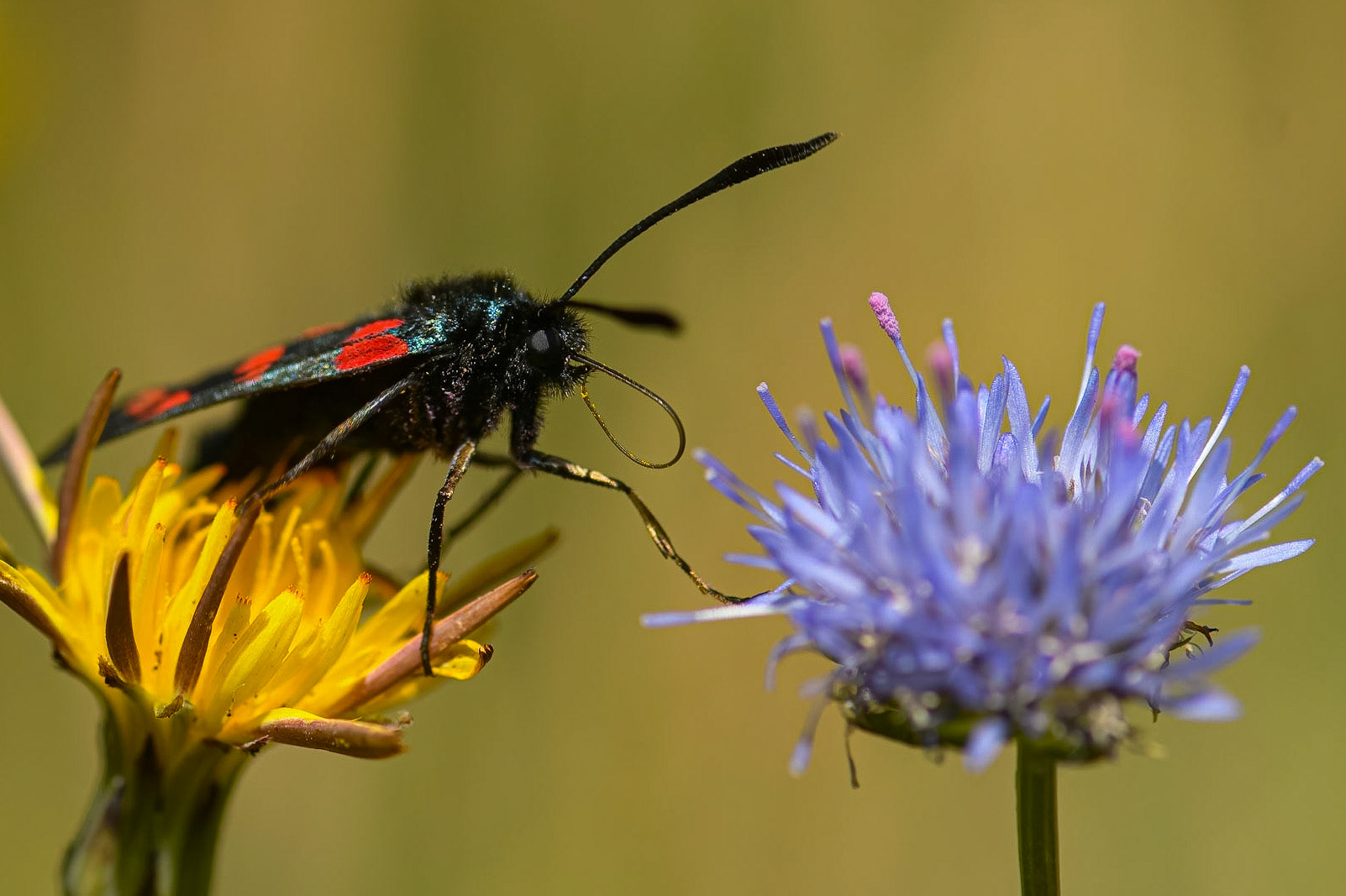 6-plettet køllesværmer