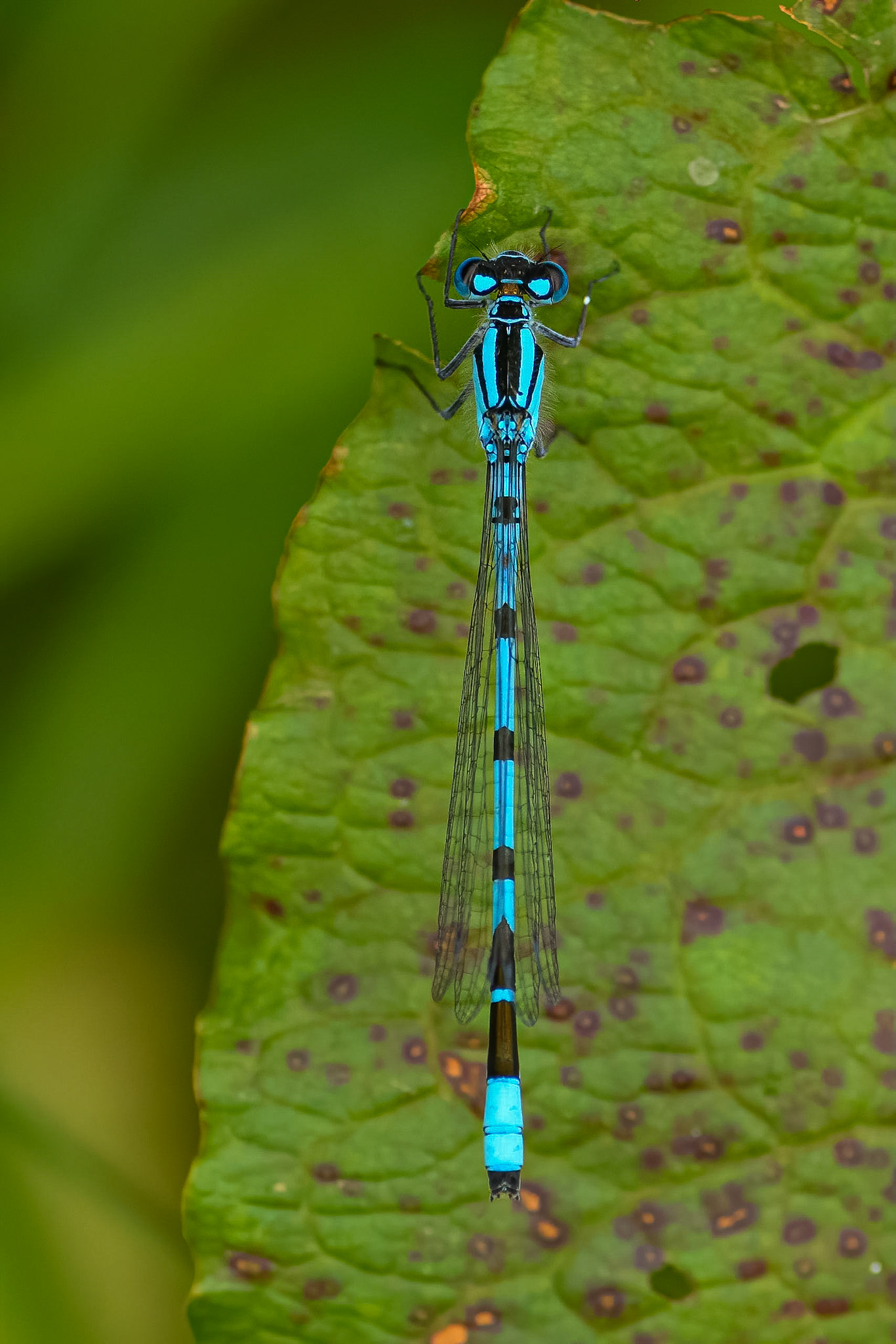 Almindelig vandnymfe