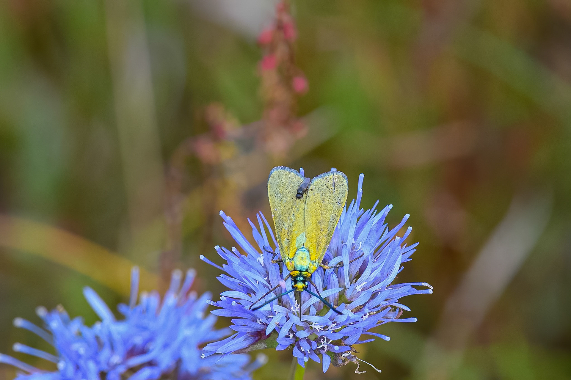 Grøn køllesværmer