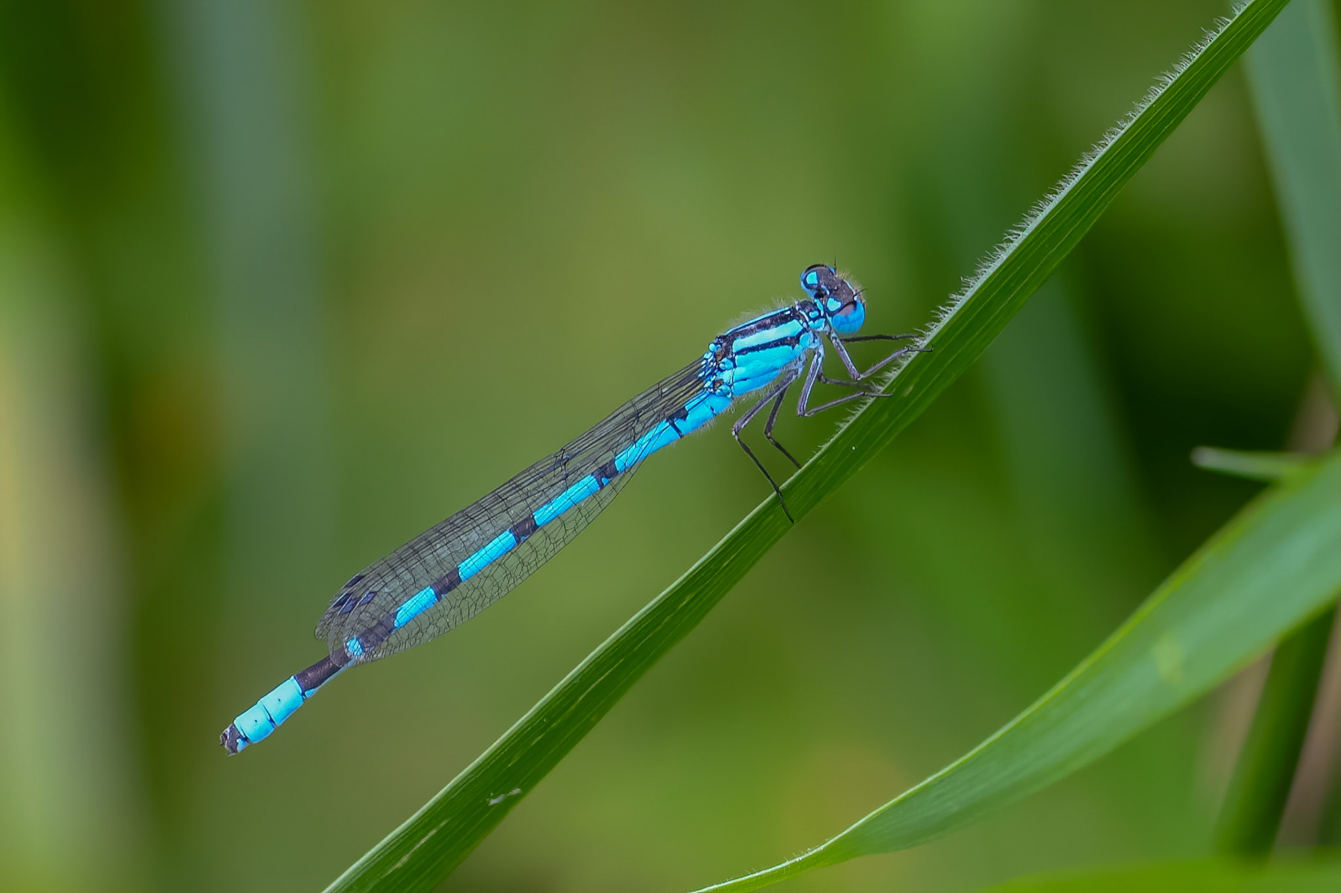 Almindelig vandnymfe